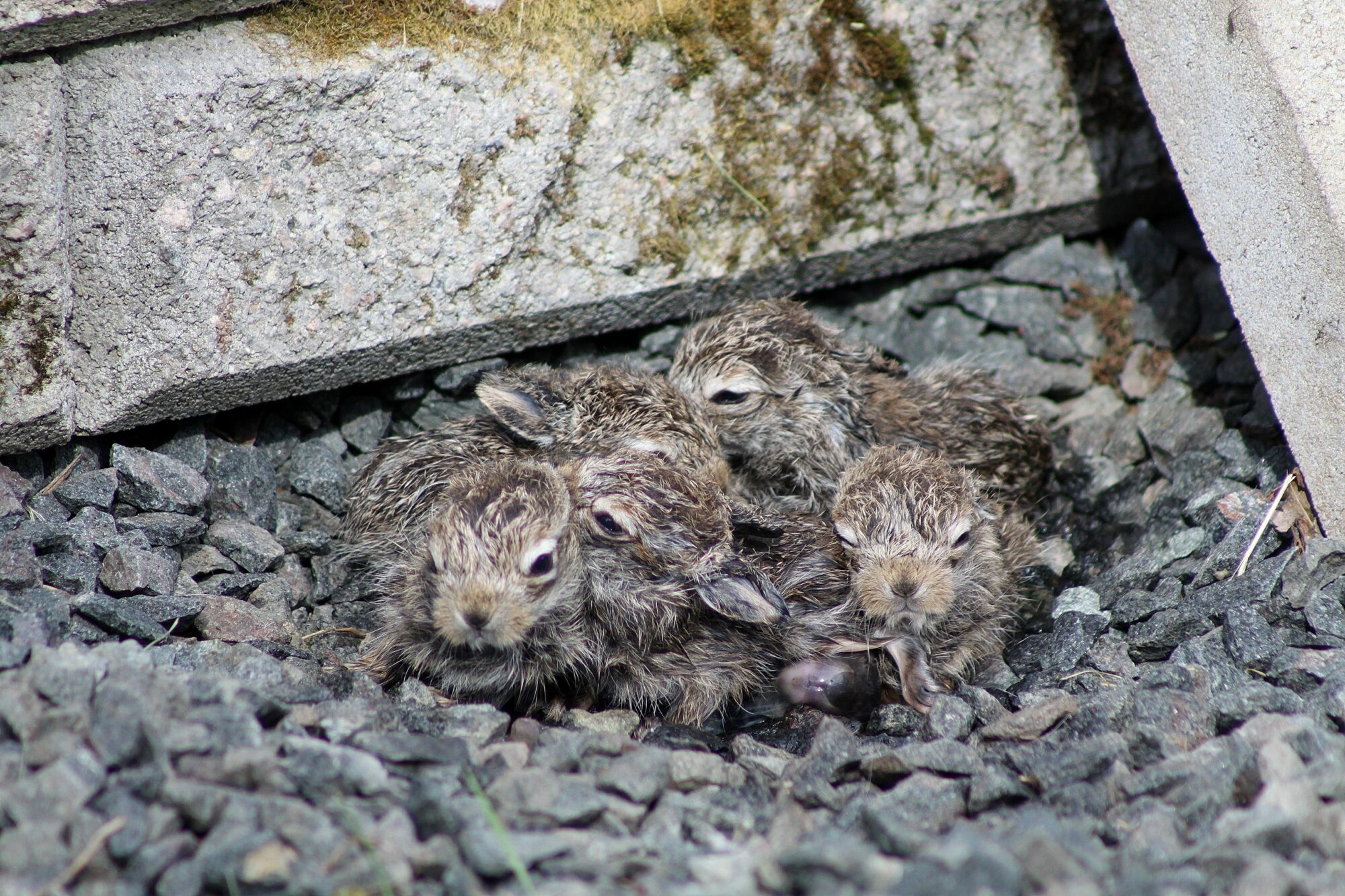 Valokuvaaja: Pirkko Siukonen