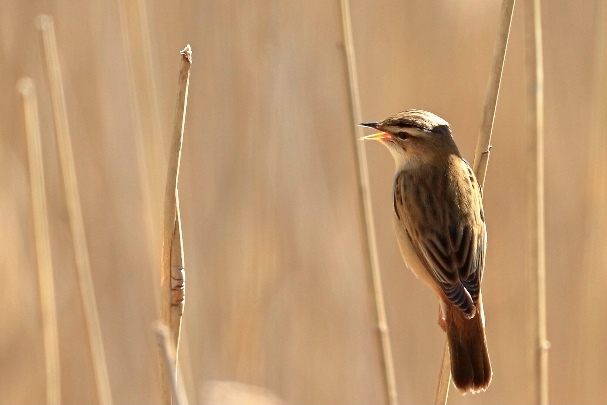 Valokuvaaja: Ari Branthin
