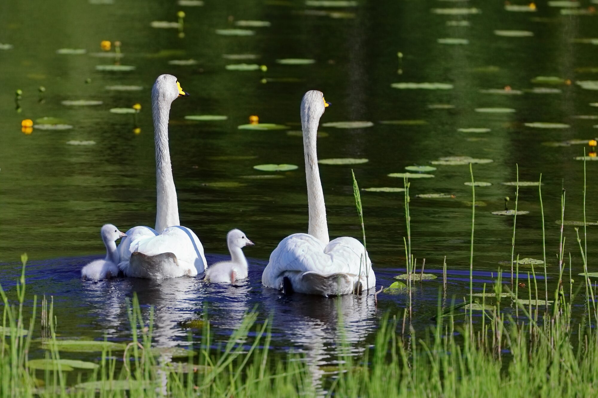 Valokuvaaja: Ari Branthin