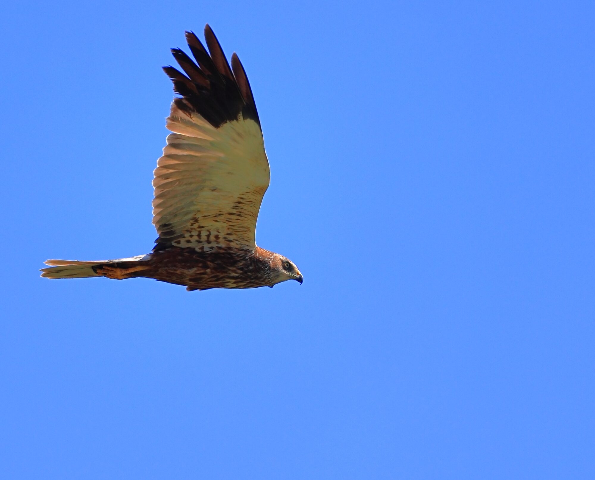 Valokuvaaja: Ari Branthin