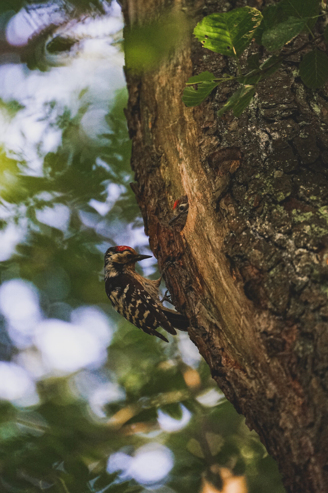 Valokuvaaja: Atte L.
