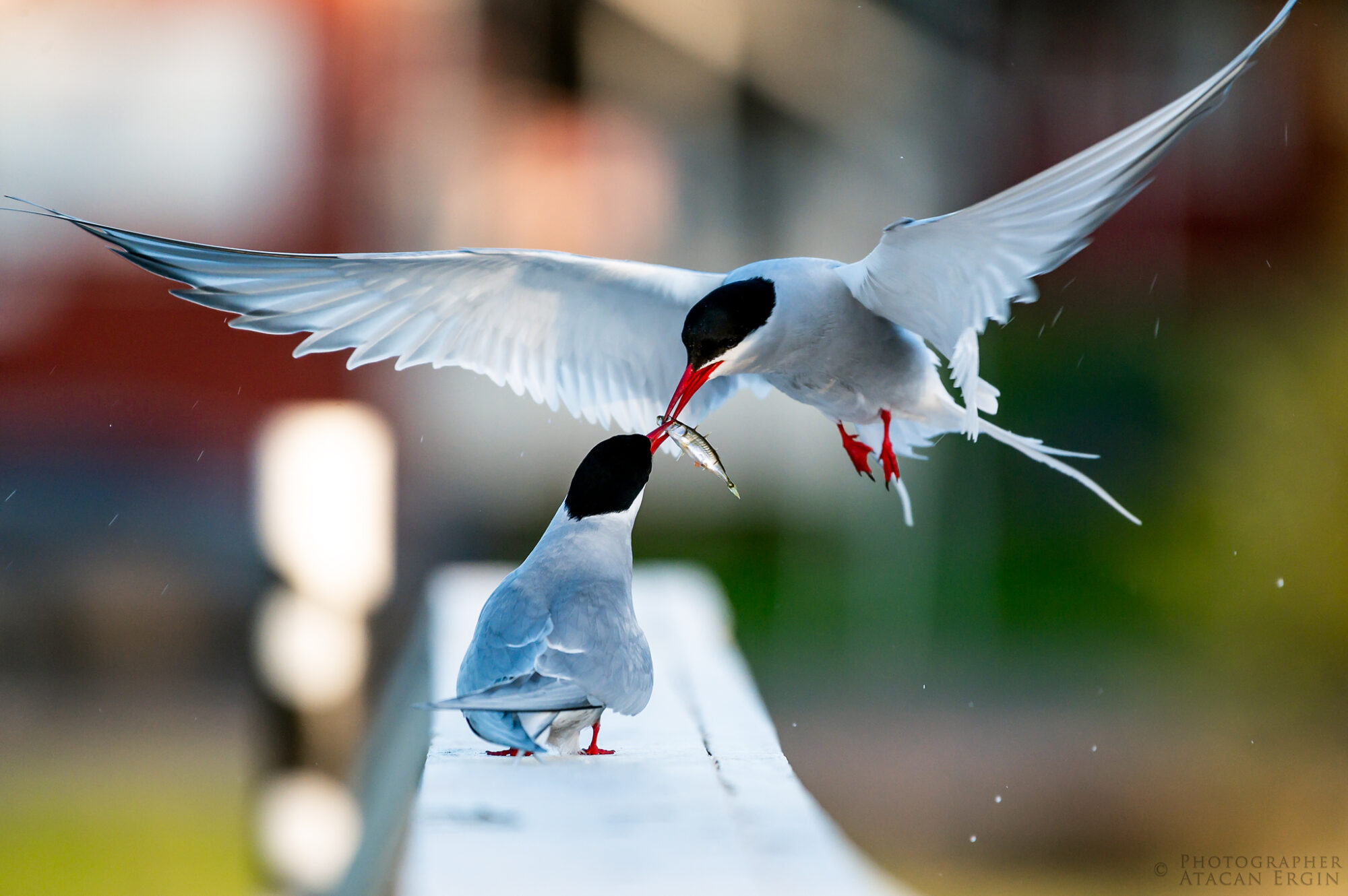 Valokuvaaja: Atacan Ergin