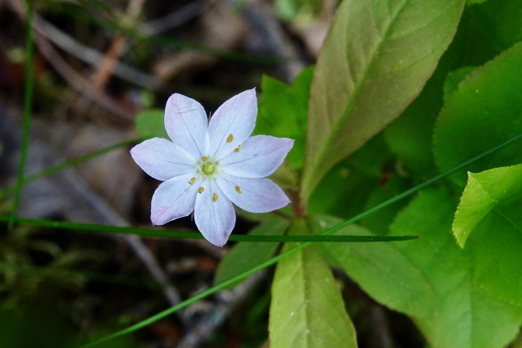 Valokuvaaja: Liisa Niiva-Korpela