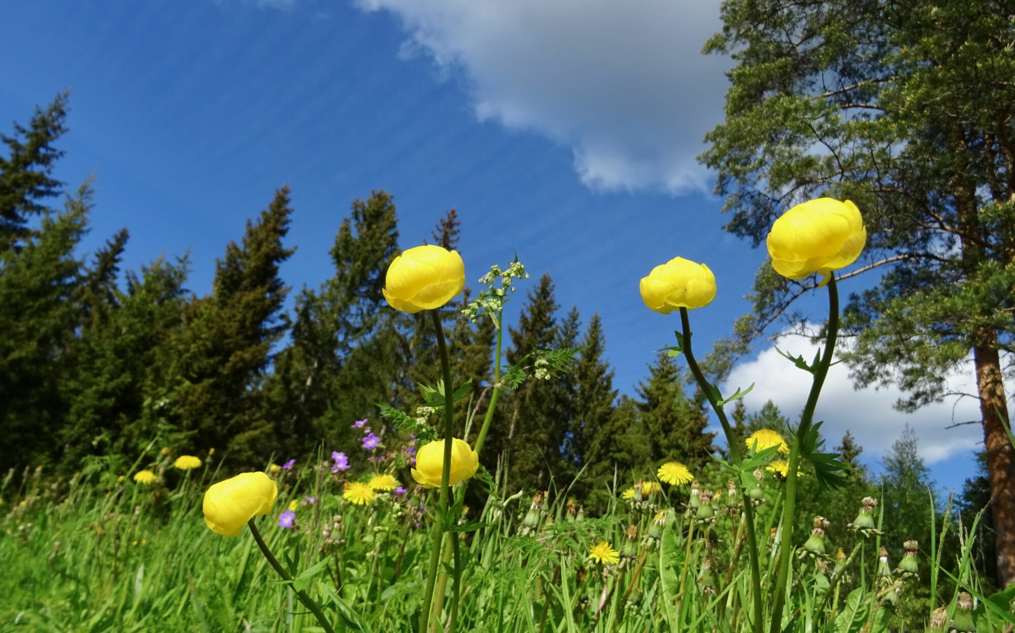 Valokuvaaja: Liisa Niiva-Korpela Valokuvaaja: Liisa Niiva-Korpela