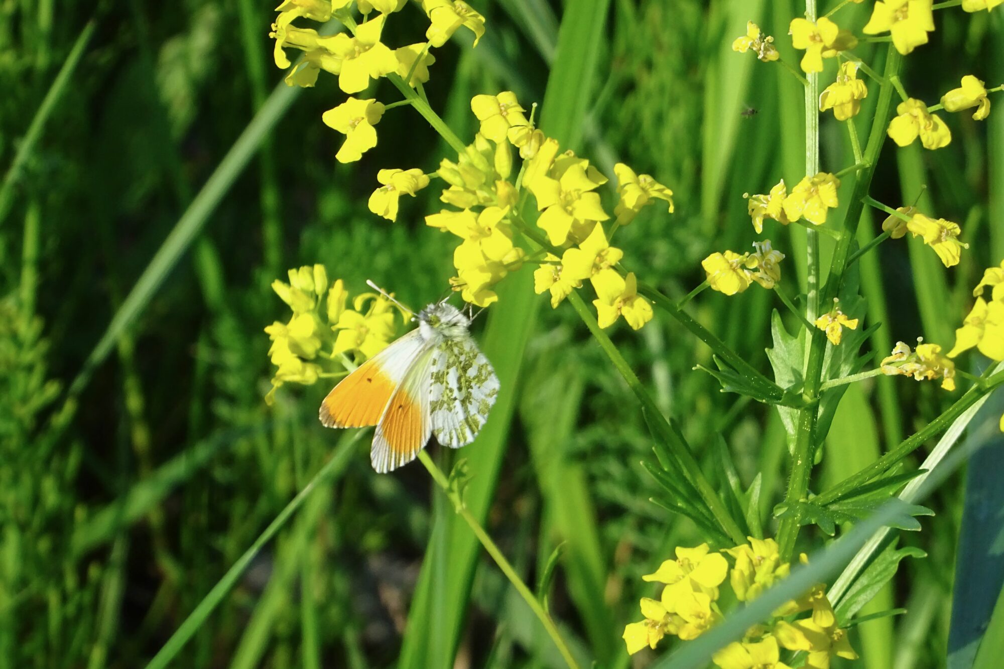 Valokuvaaja: Liisa Niiva-Korpela