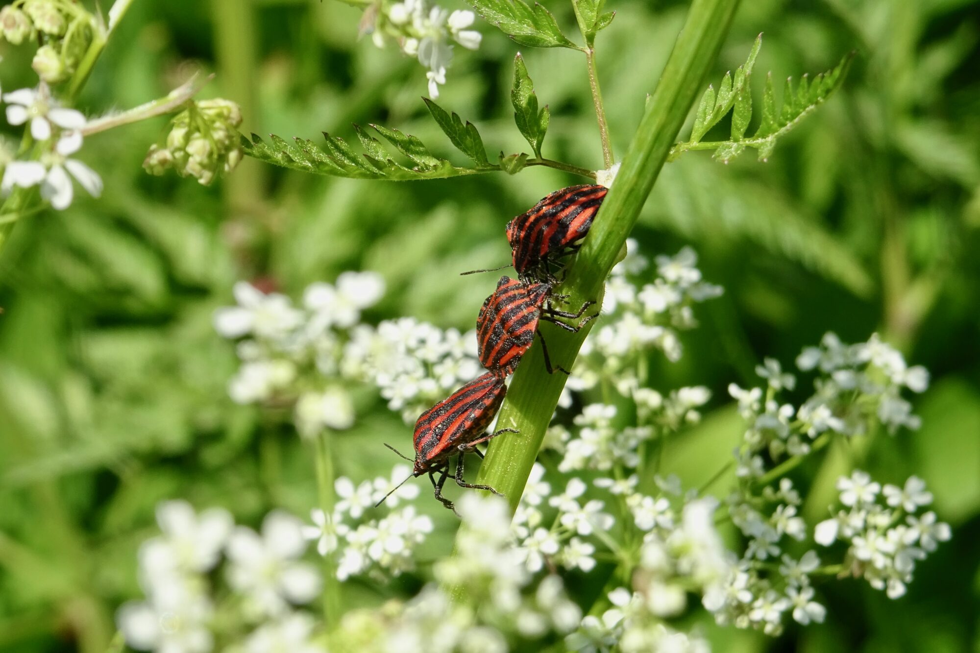 Valokuvaaja: Liisa Niiva-Korpela
