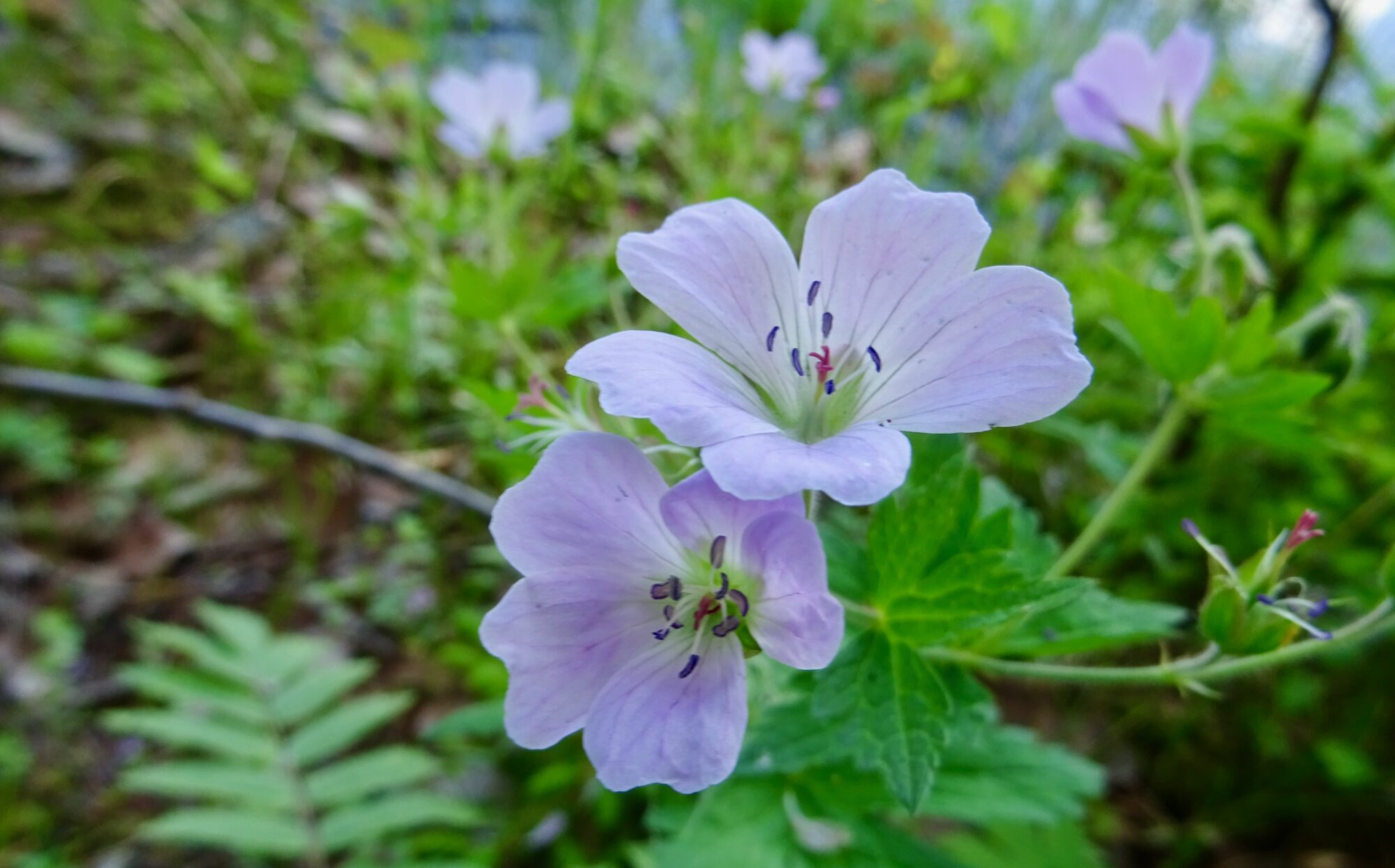 Valokuvaaja: Liisa Niiva-Korpela