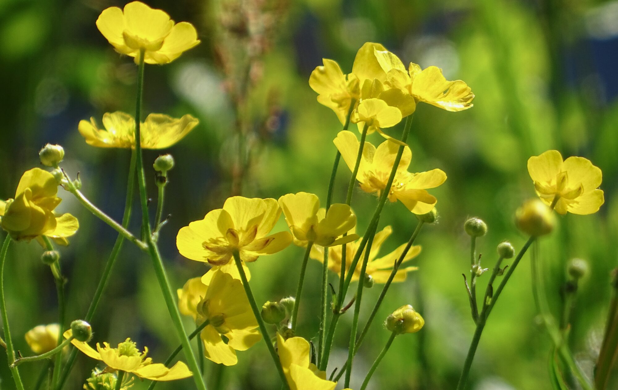 Valokuvaaja: Liisa Niiva-Korpela