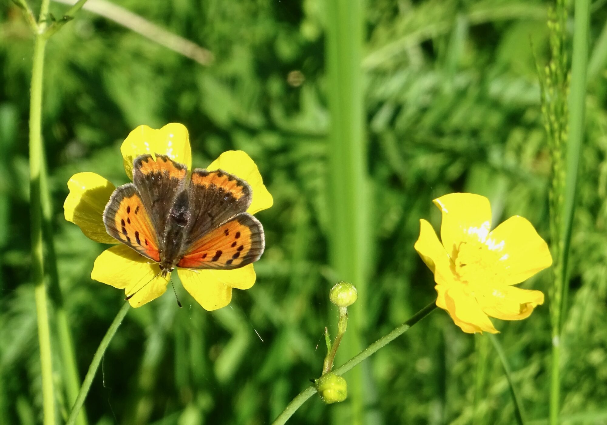 Valokuvaaja: Liisa Niiva-Korpela
