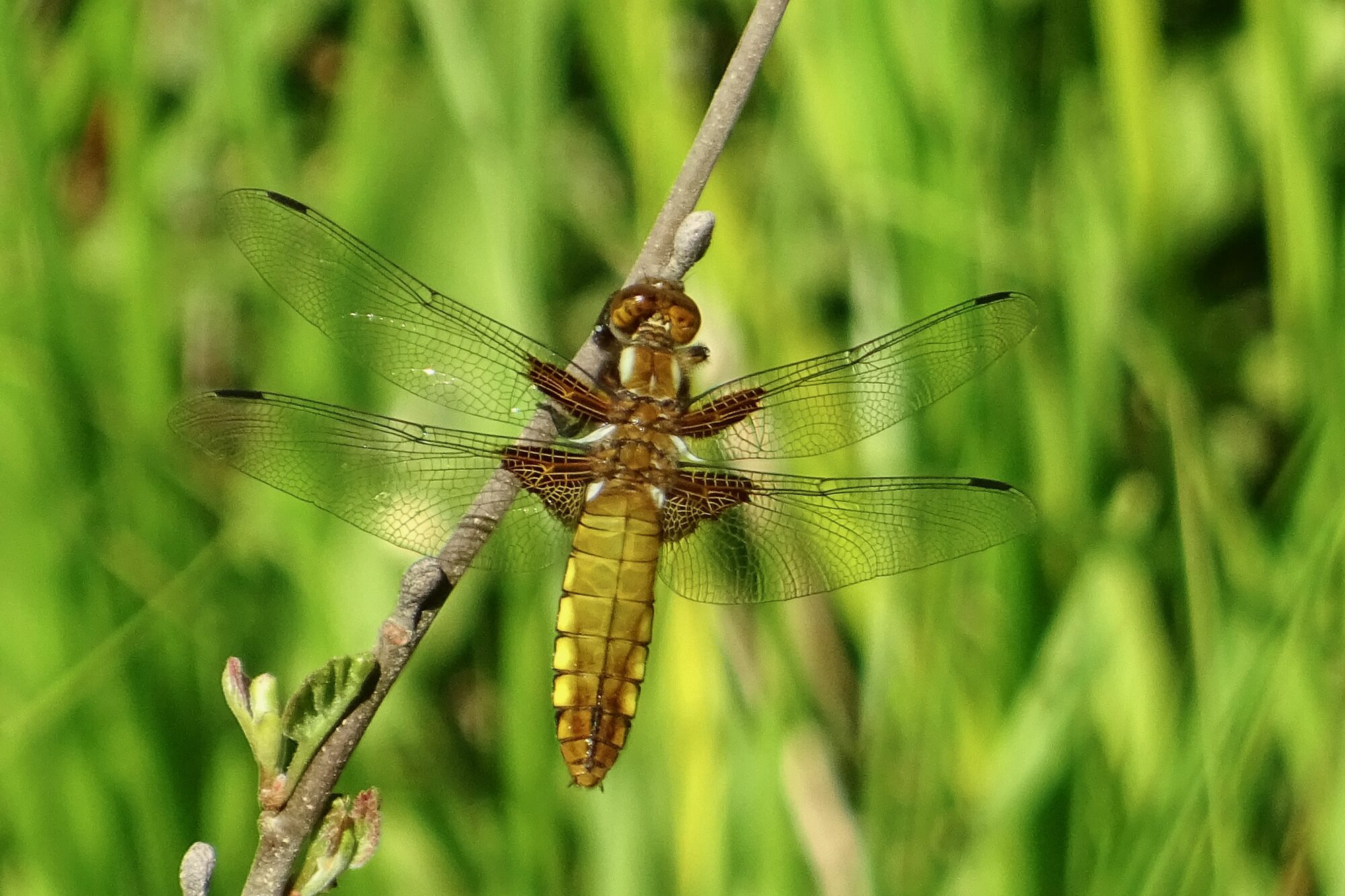 Valokuvaaja: Liisa Niiva-Korpela