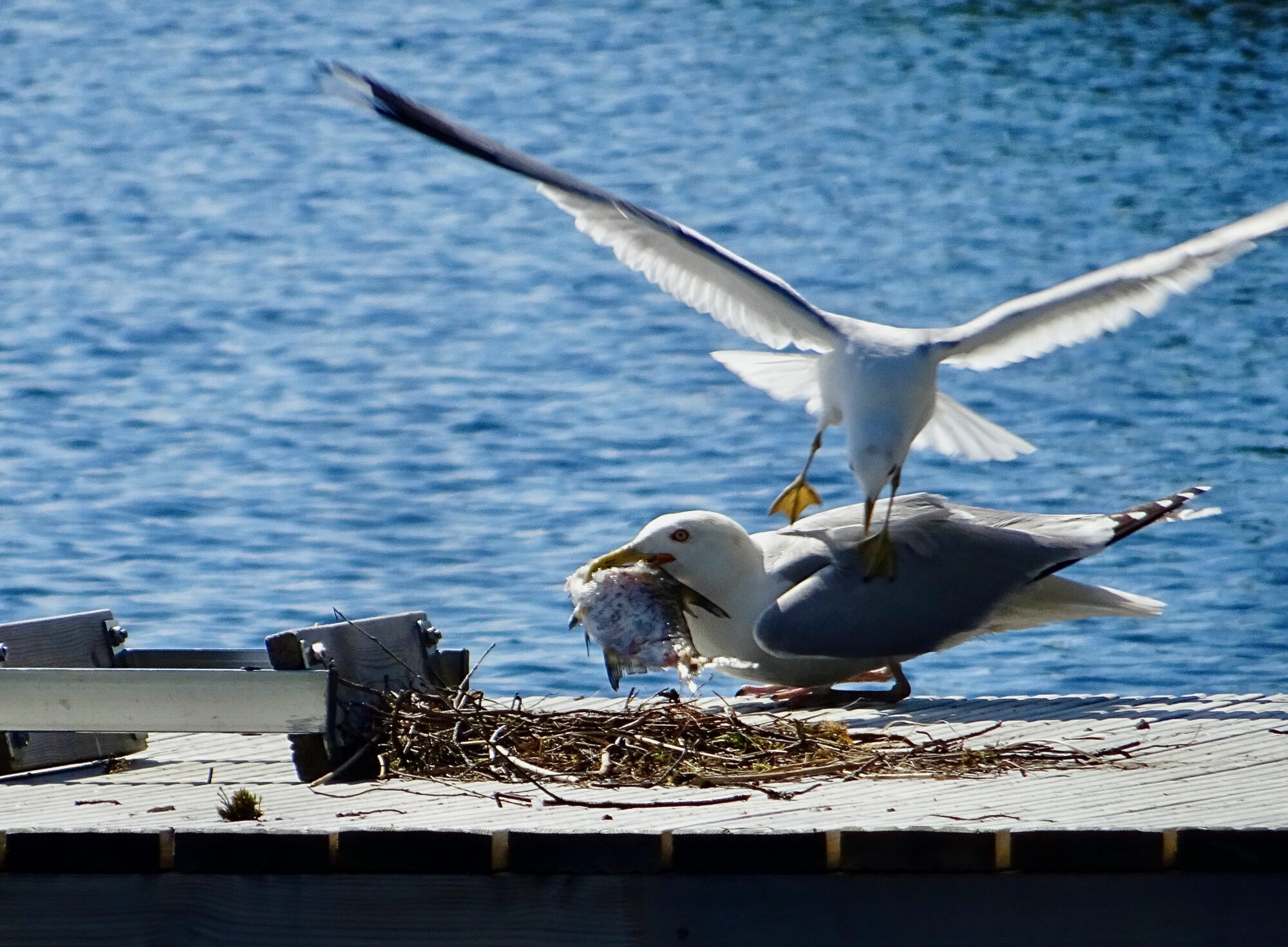 Valokuvaaja: Liisa Niiva-Korpela