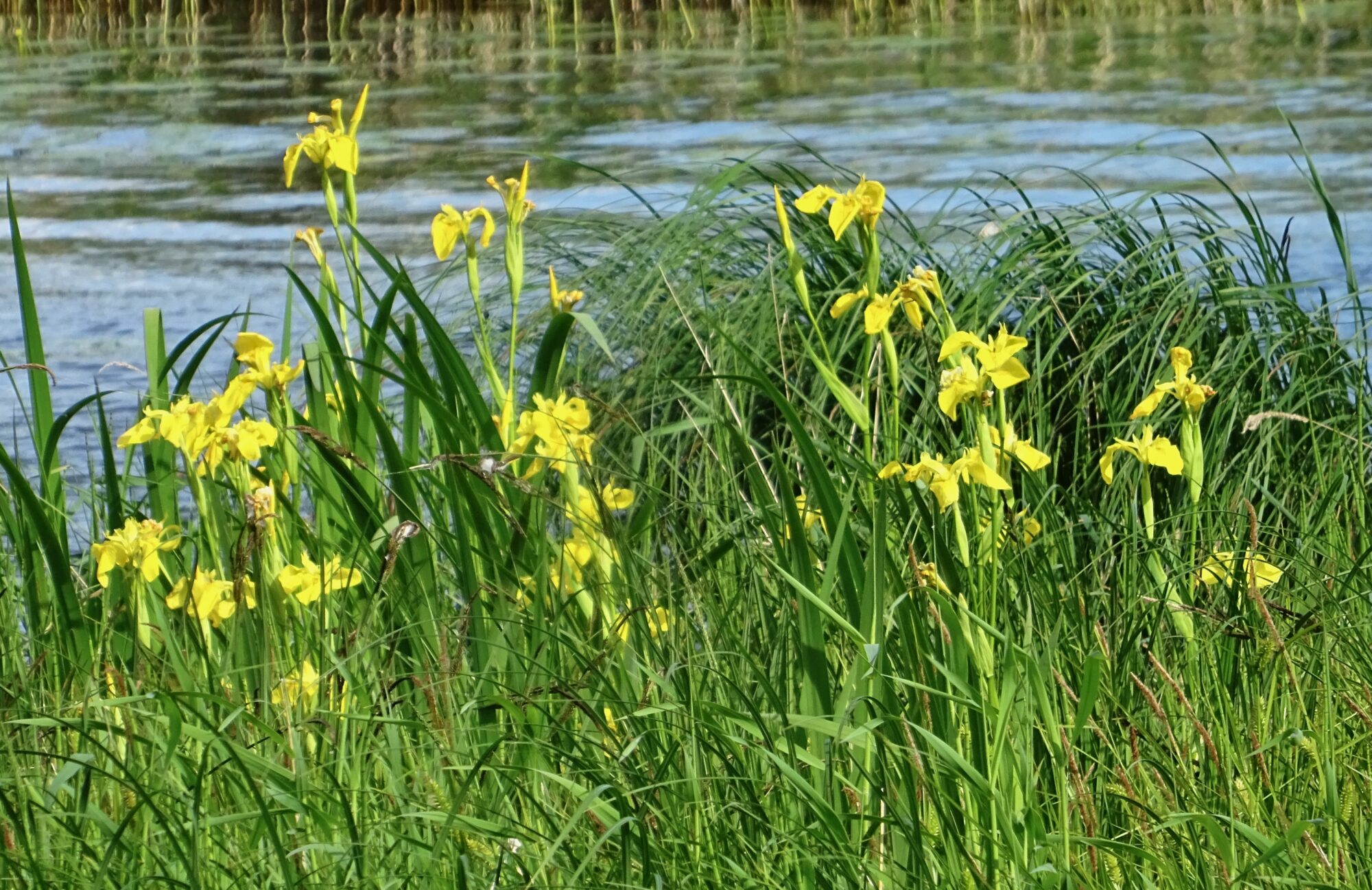 Valokuvaaja: Liisa Niiva-Korpela