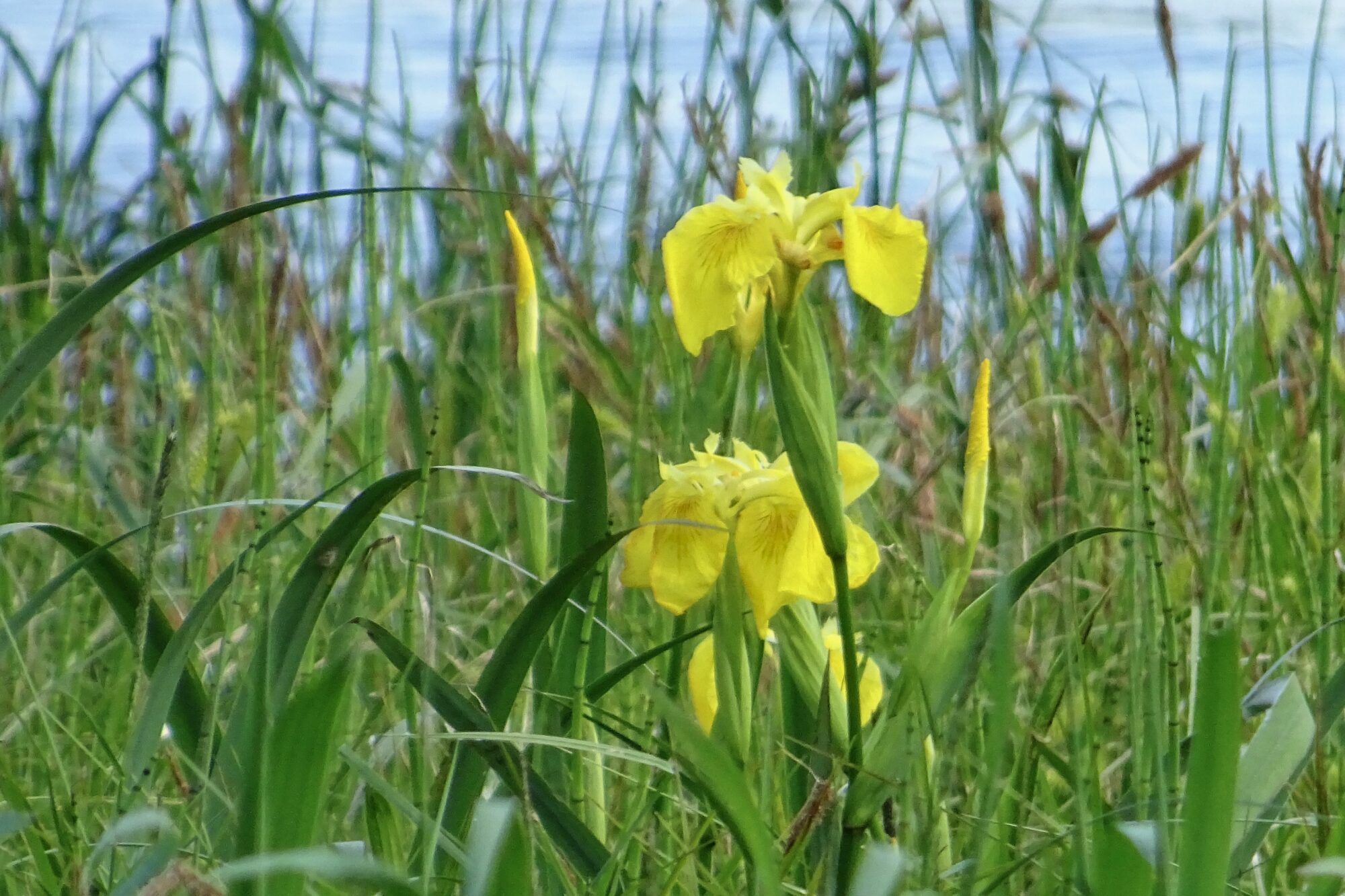 Valokuvaaja: Liisa Niiva-Korpela