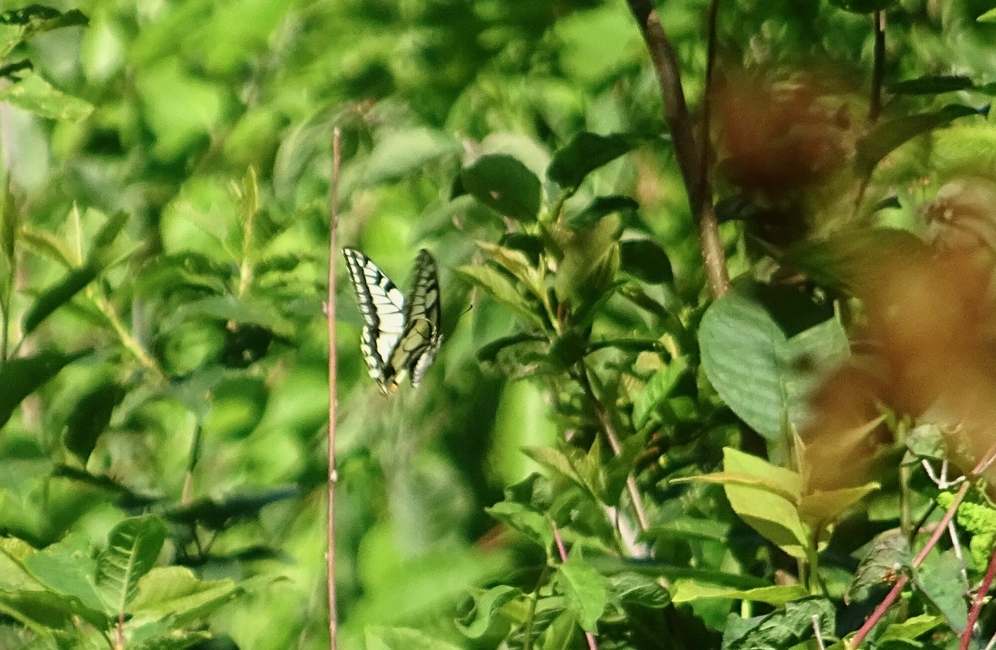 Valokuvaaja: Liisa Niiva-Korpela