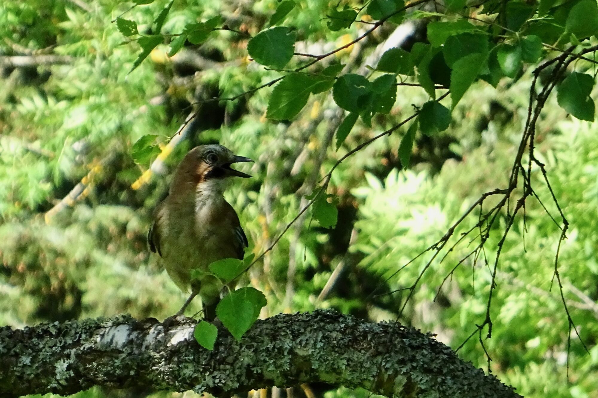 Valokuvaaja: Liisa Niiva-Korpela