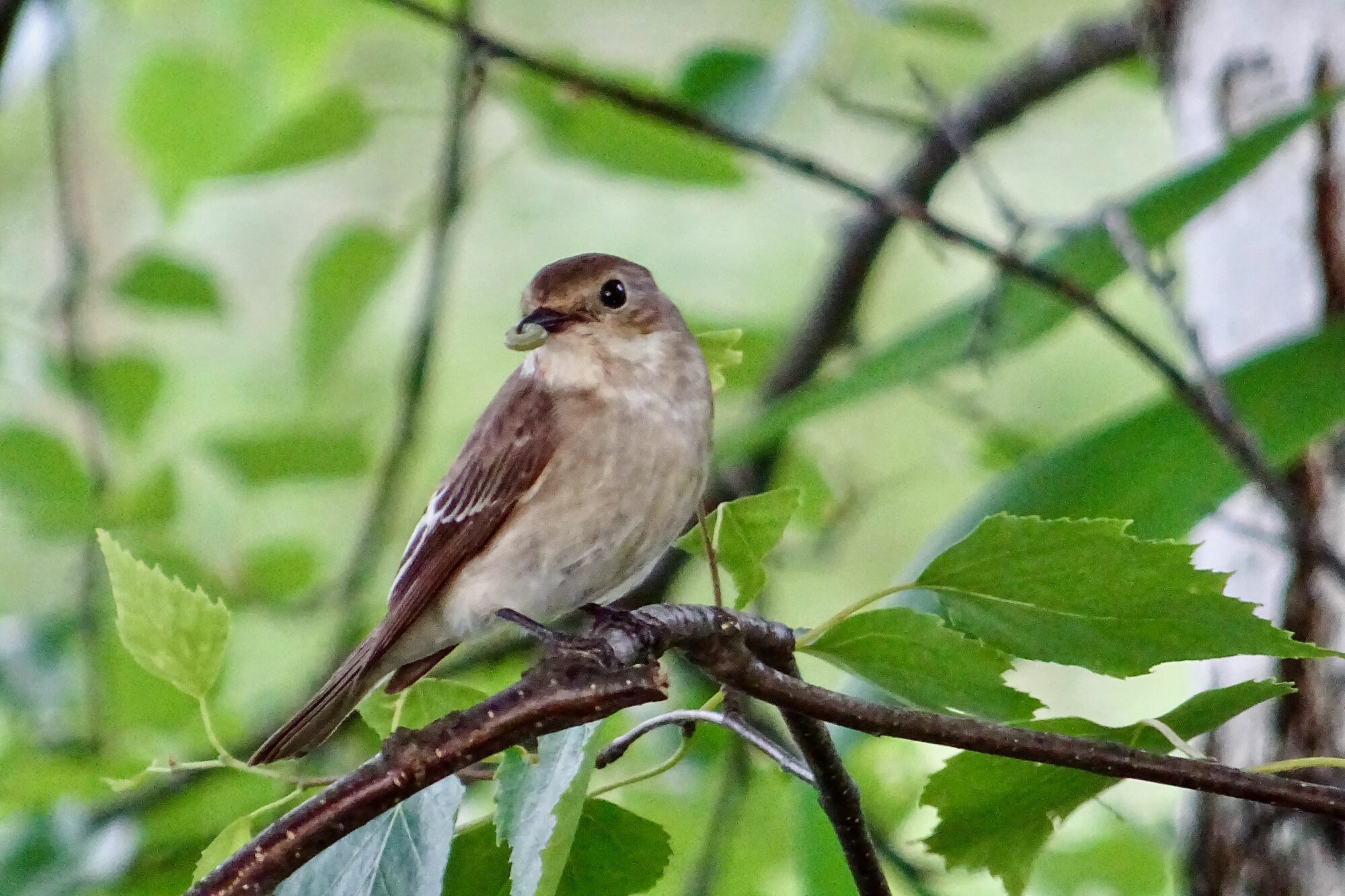Valokuvaaja: Liisa Niiva-Korpela