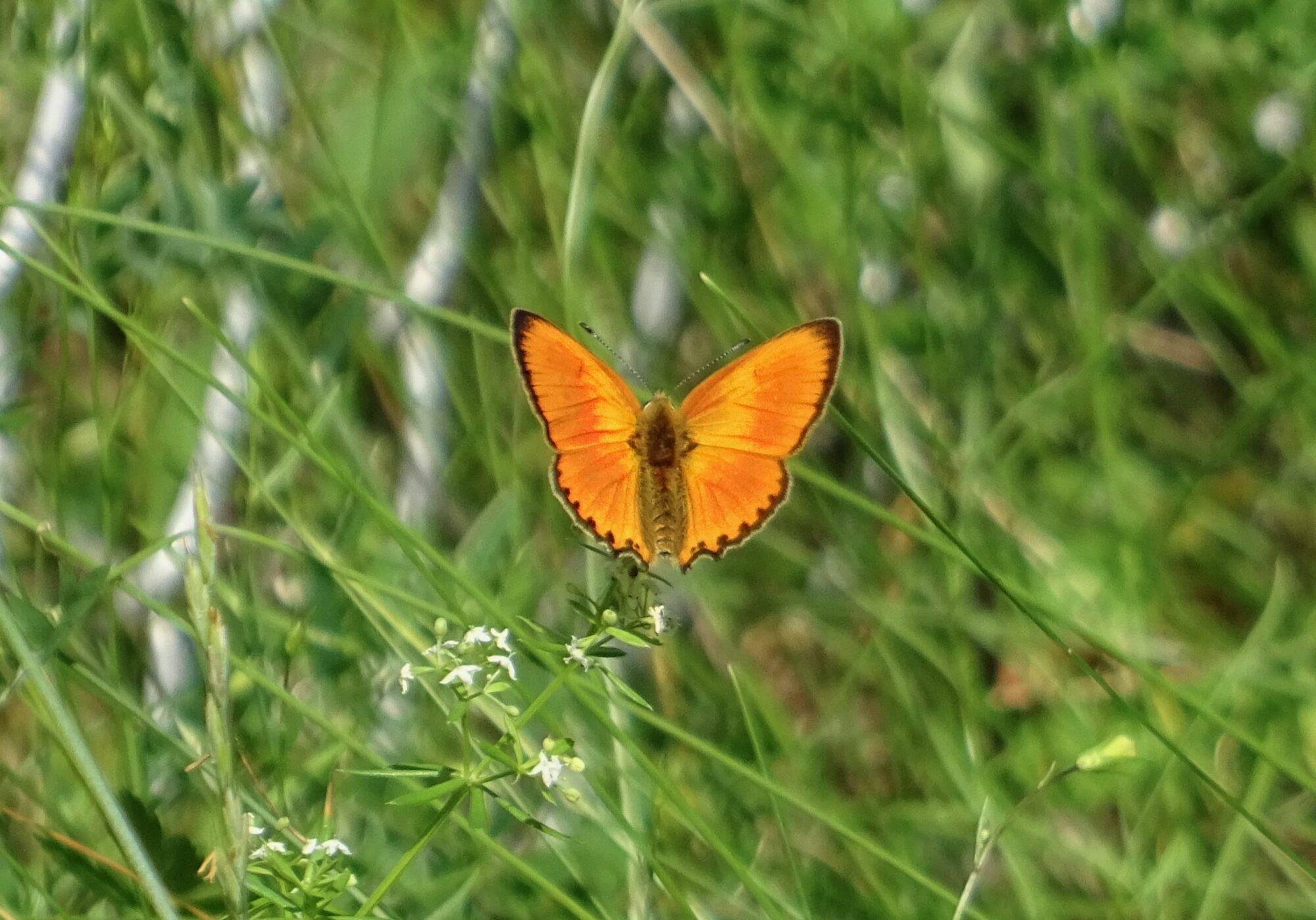 Valokuvaaja: Liisa Niiva-Korpela
