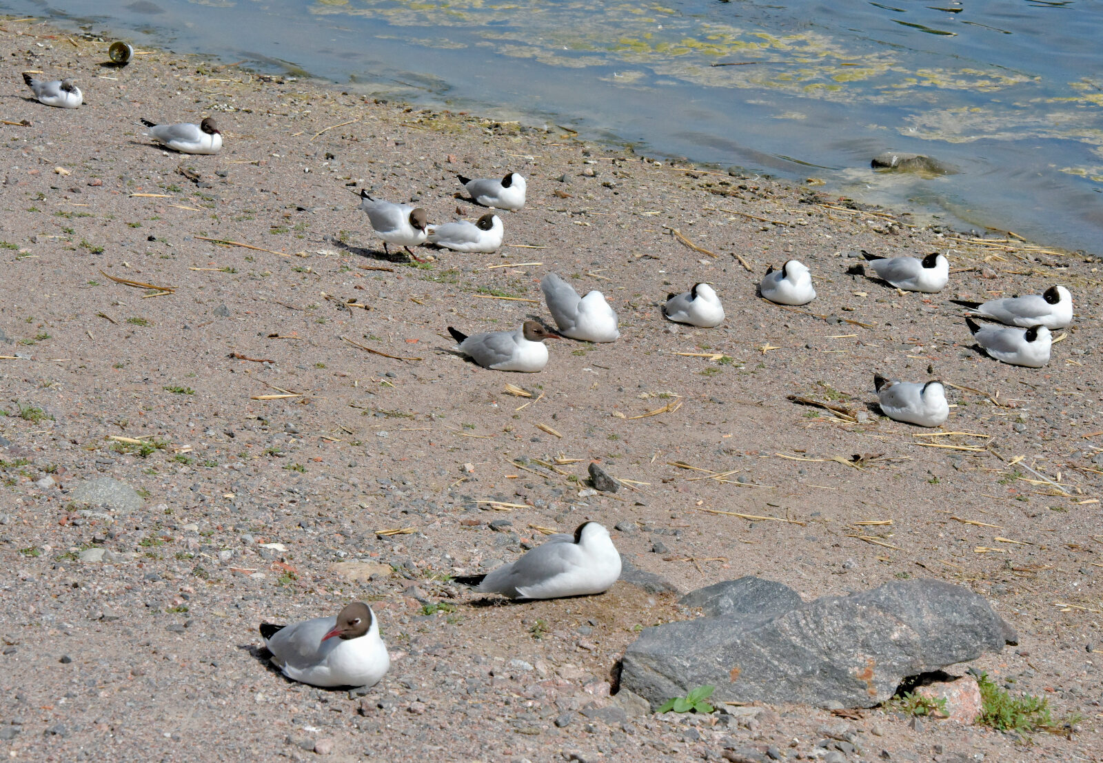 Valokuvaaja: Reijo Juurinen