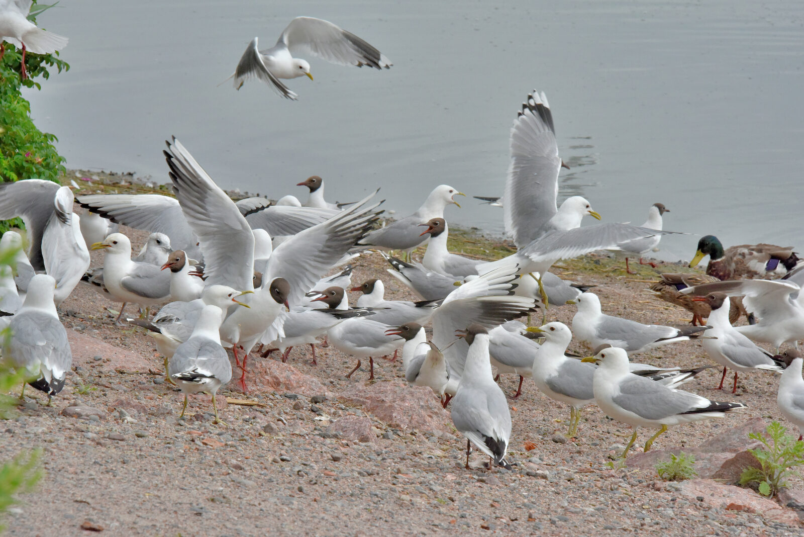 Valokuvaaja: Reijo Juurinen