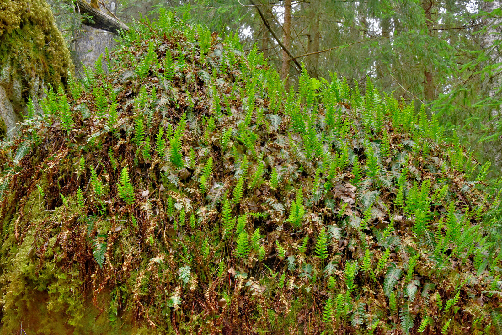 Valokuvaaja: Reijo Juurinen