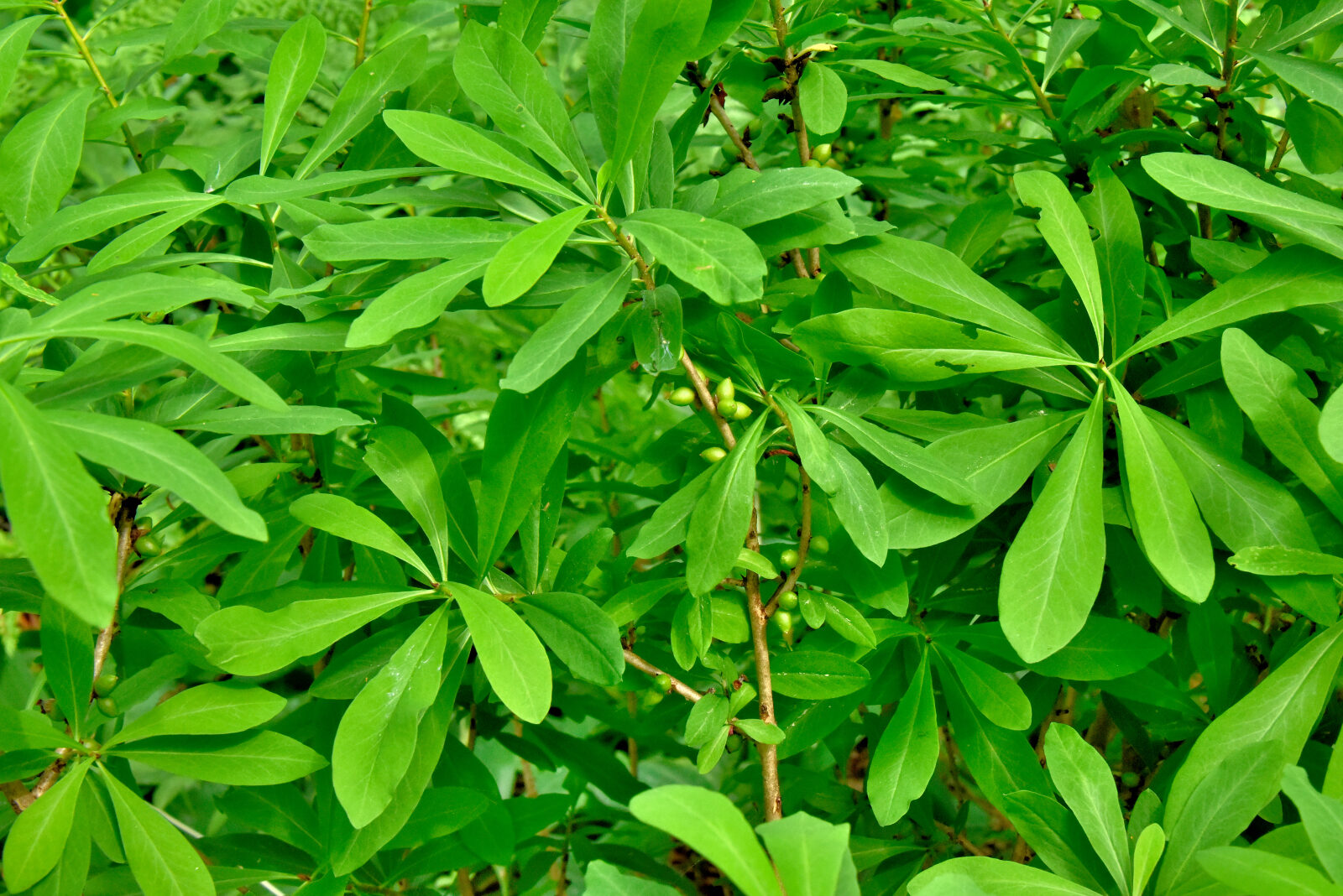 Valokuvaaja: Reijo Juurinen