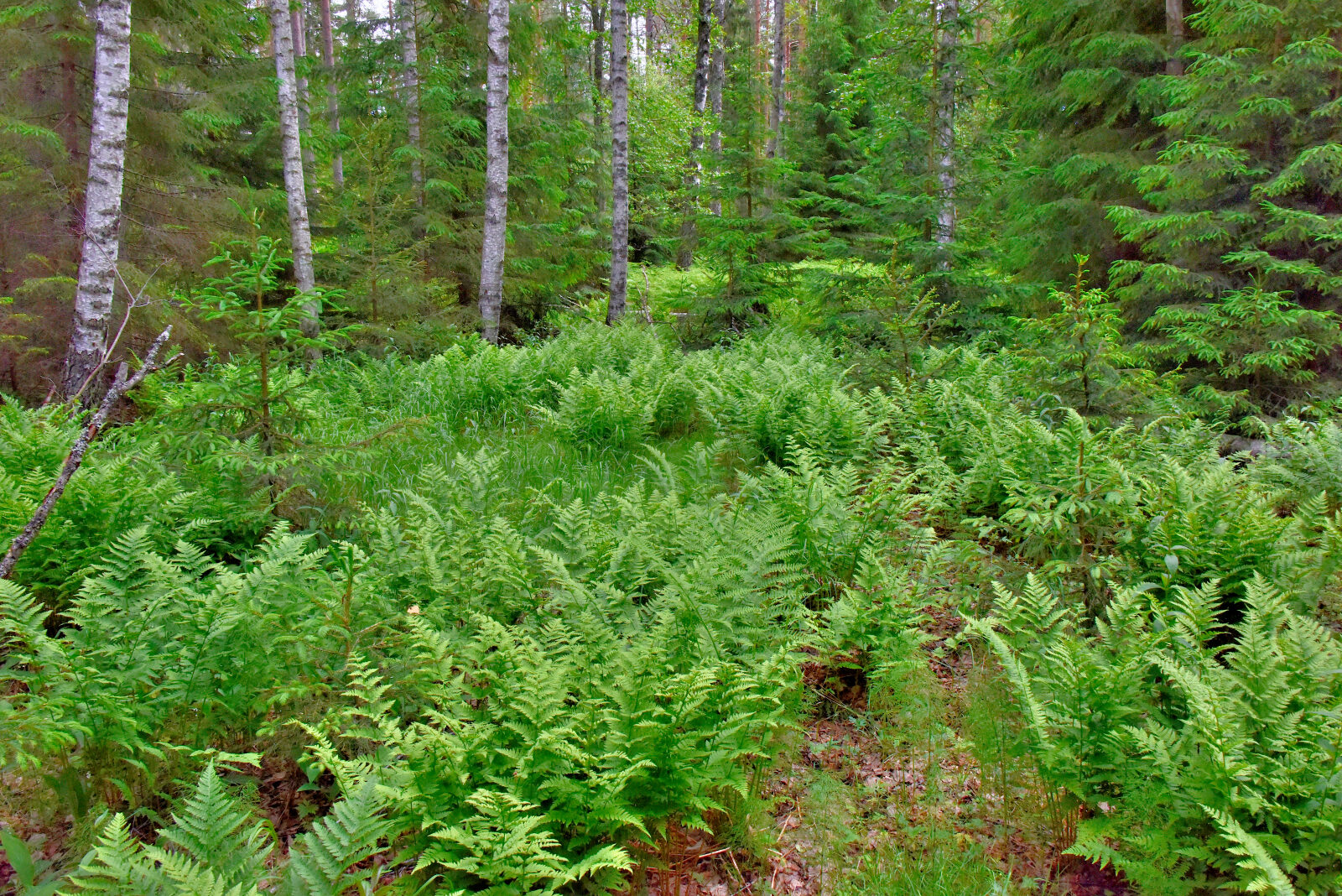 Valokuvaaja: Reijo Juurinen