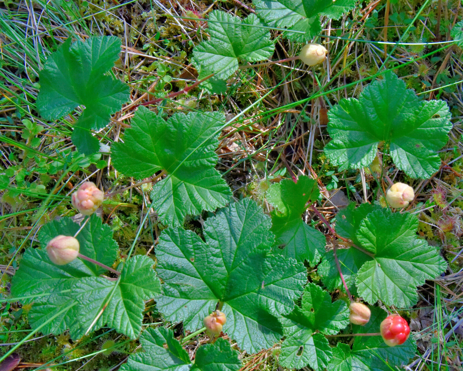 Valokuvaaja: Reijo Juurinen