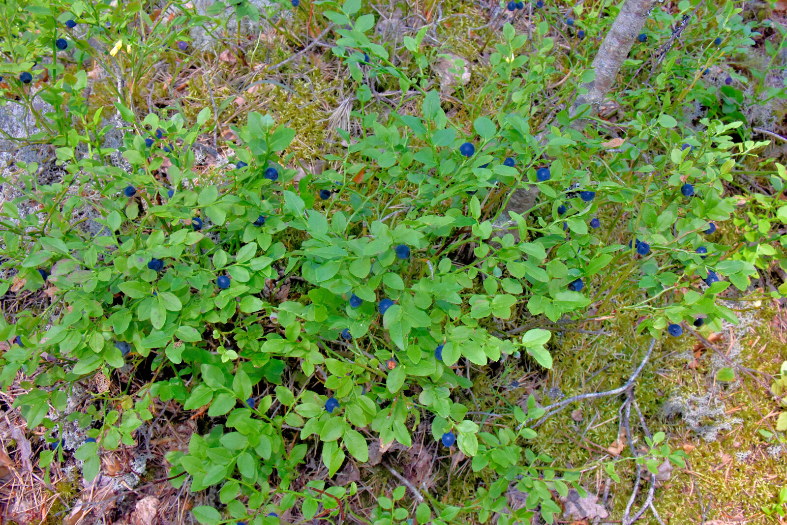 Valokuvaaja: Reijo Juurinen