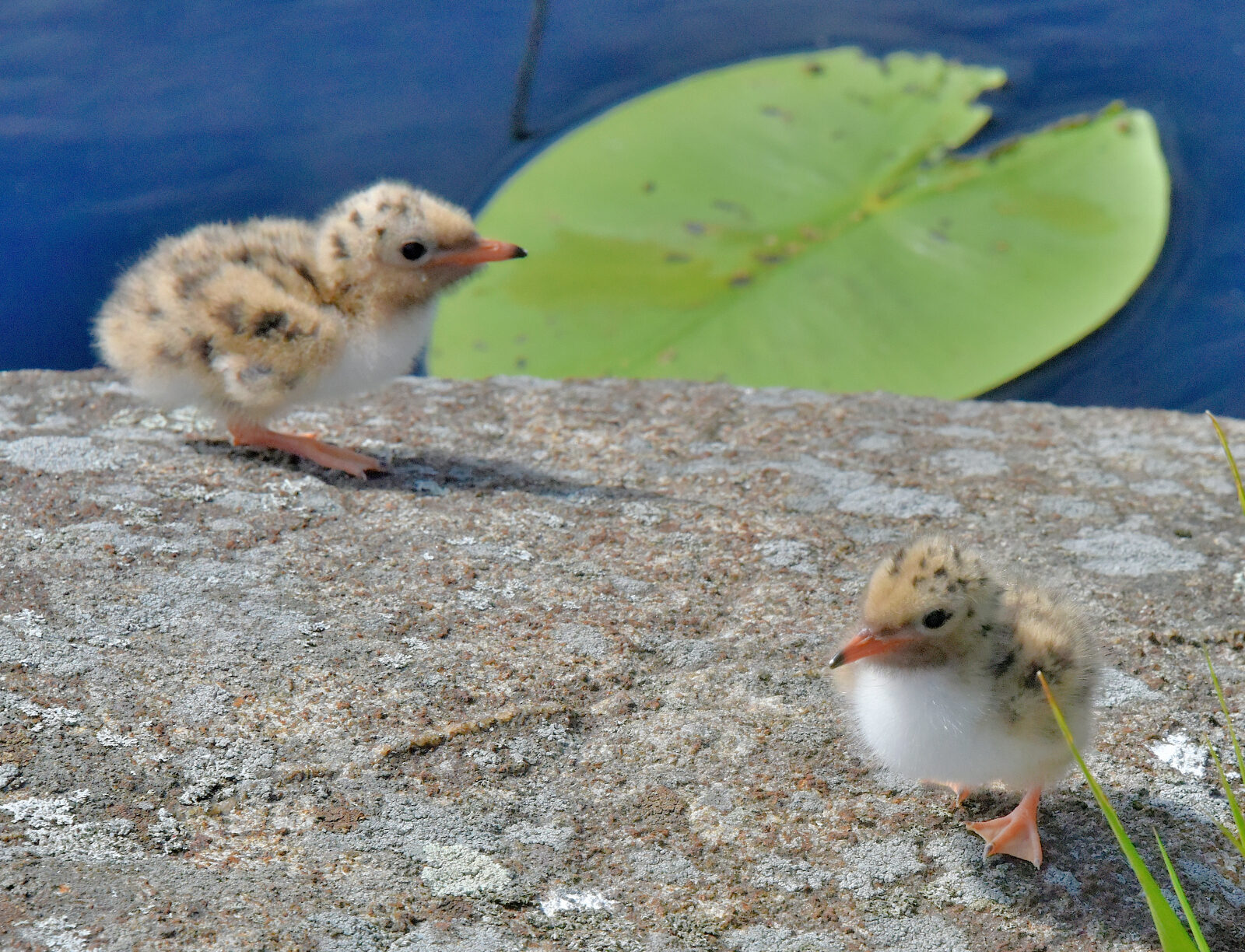 Valokuvaaja: Reijo Juurinen