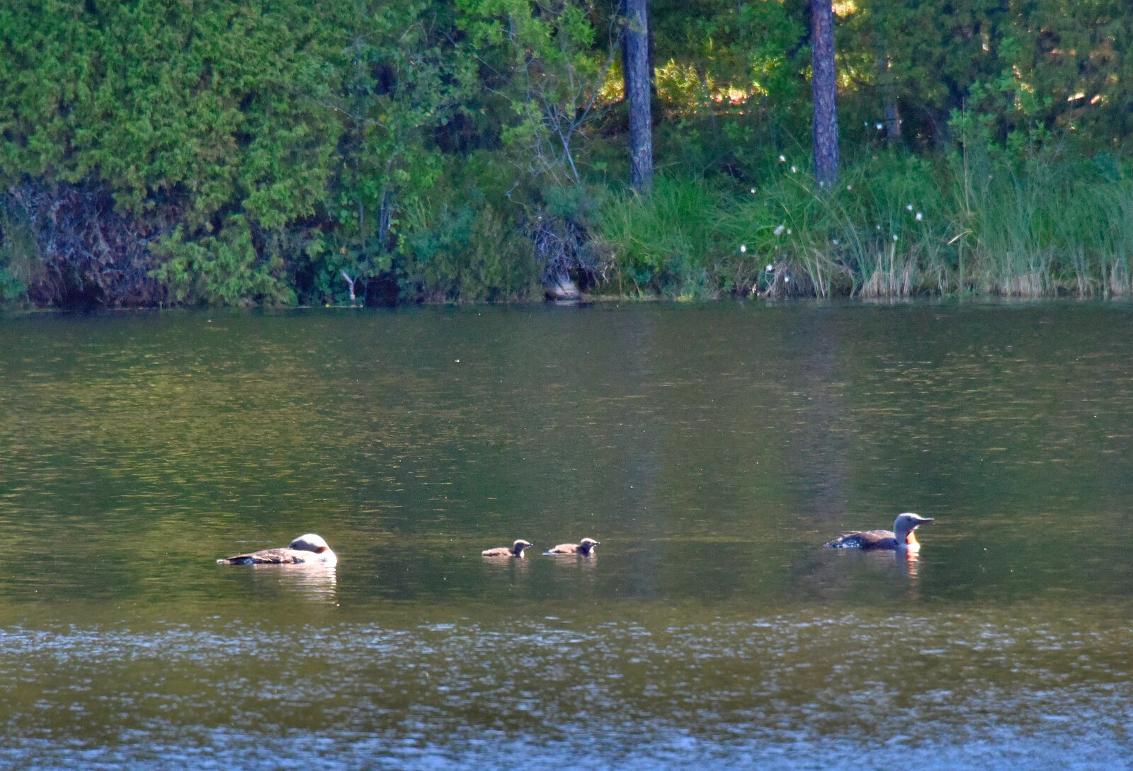 Valokuvaaja: Reijo Juurinen