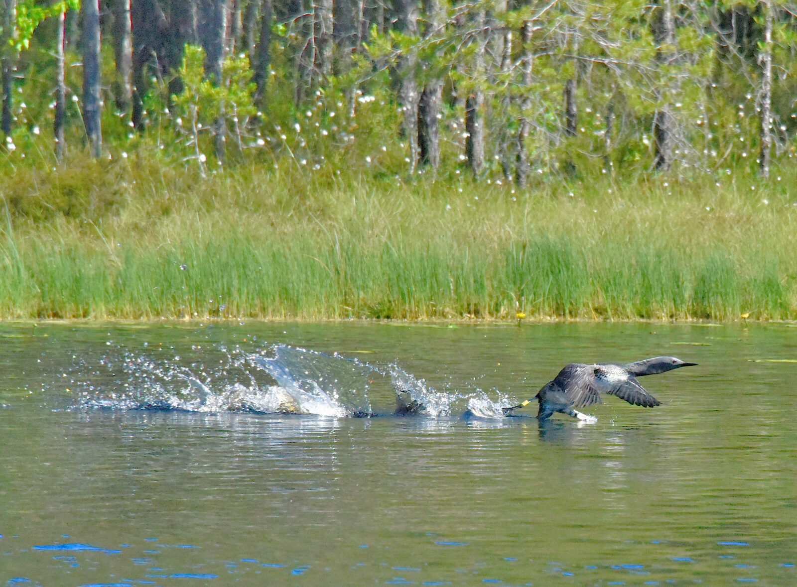 Valokuvaaja: Reijo Juurinen