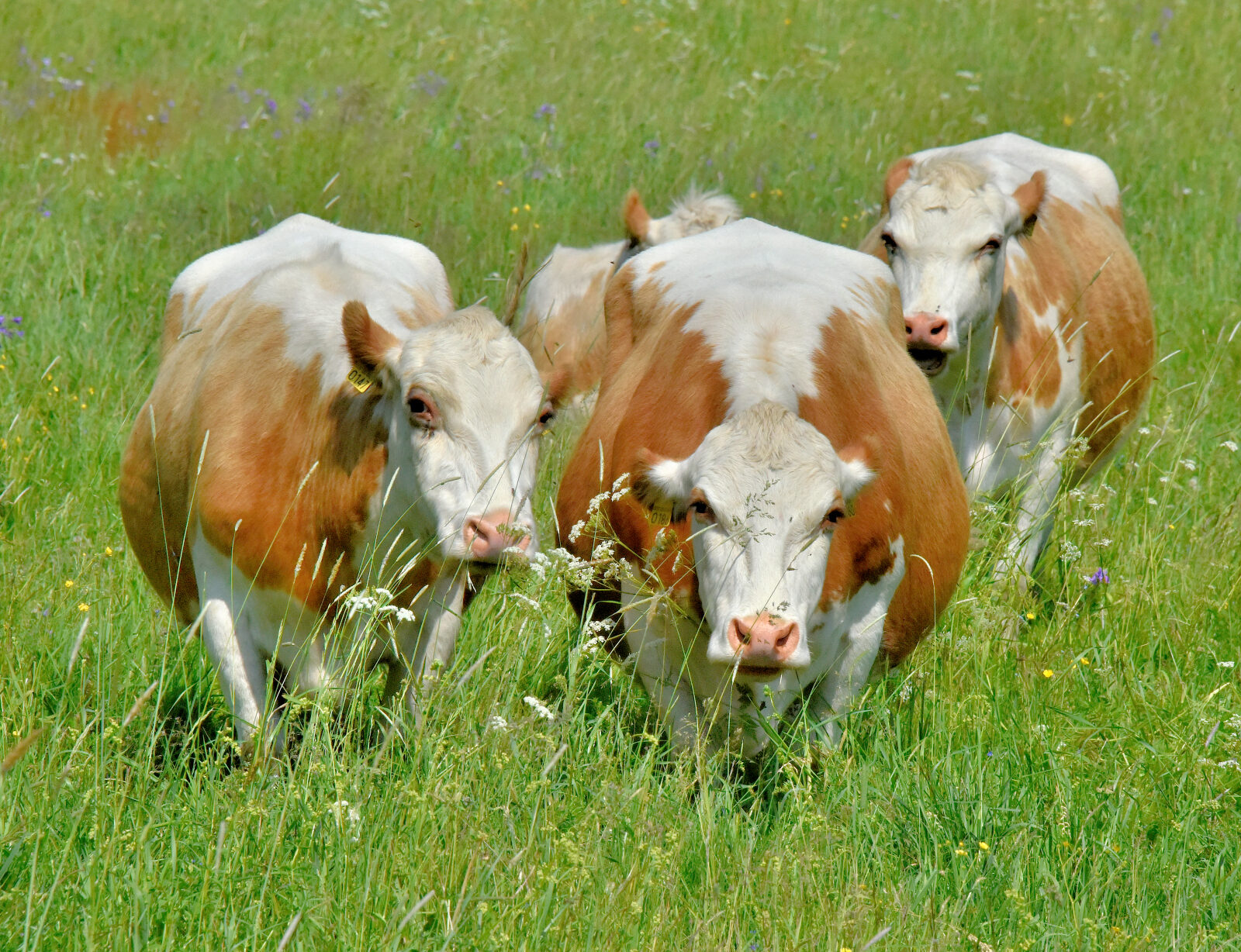Valokuvaaja: Reijo Juurinen