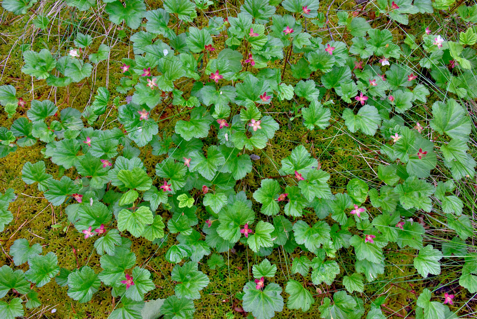 Valokuvaaja: Reijo Juurinen