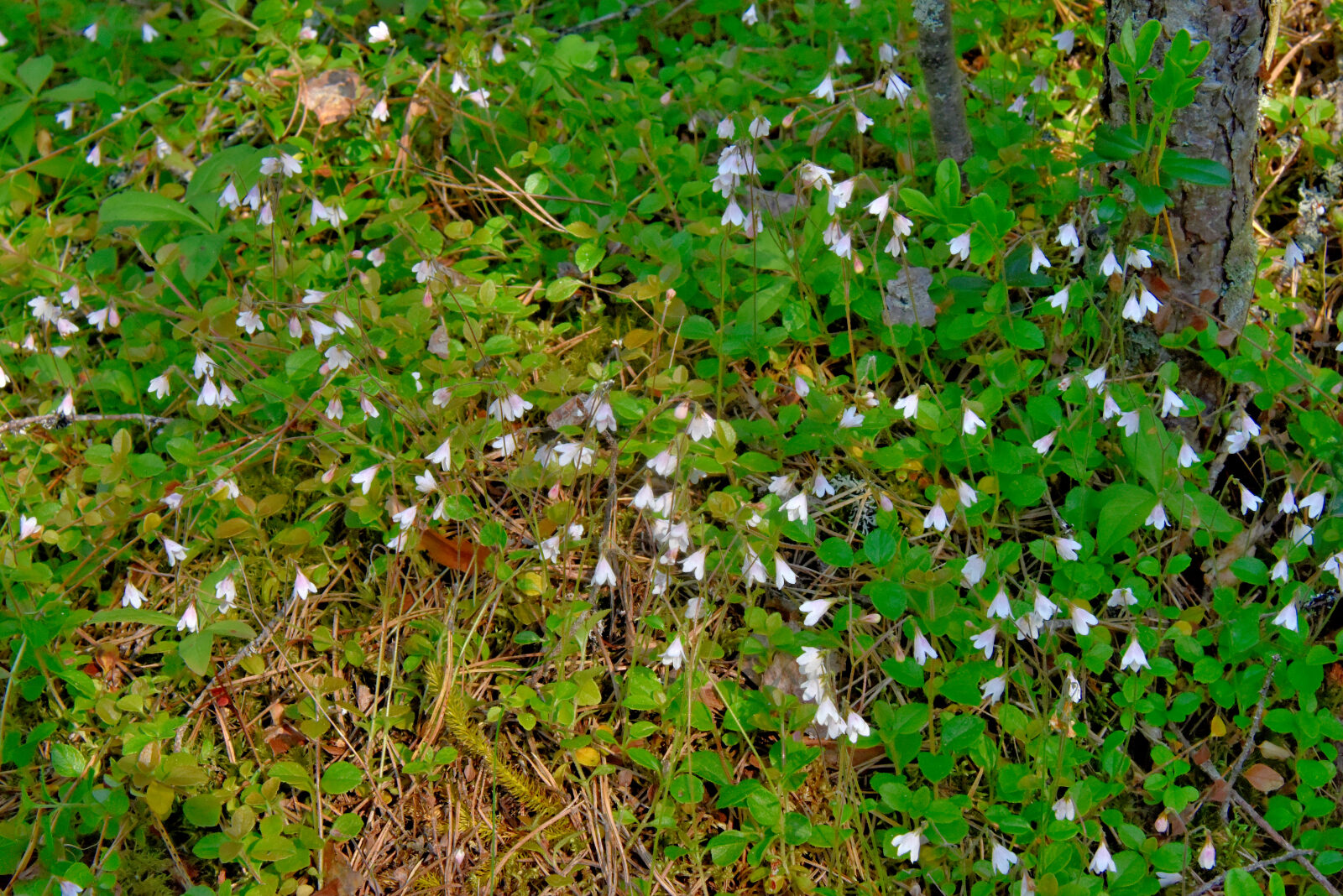 Valokuvaaja: Reijo Juurinen