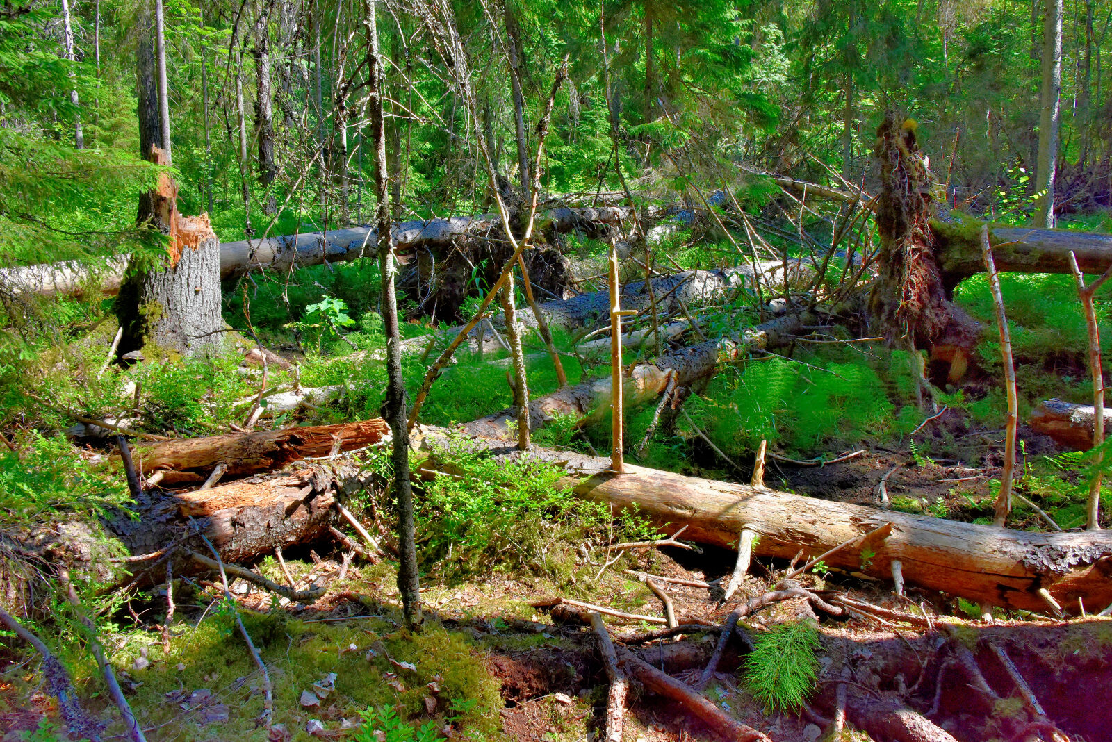 Valokuvaaja: Reijo Juurinen
