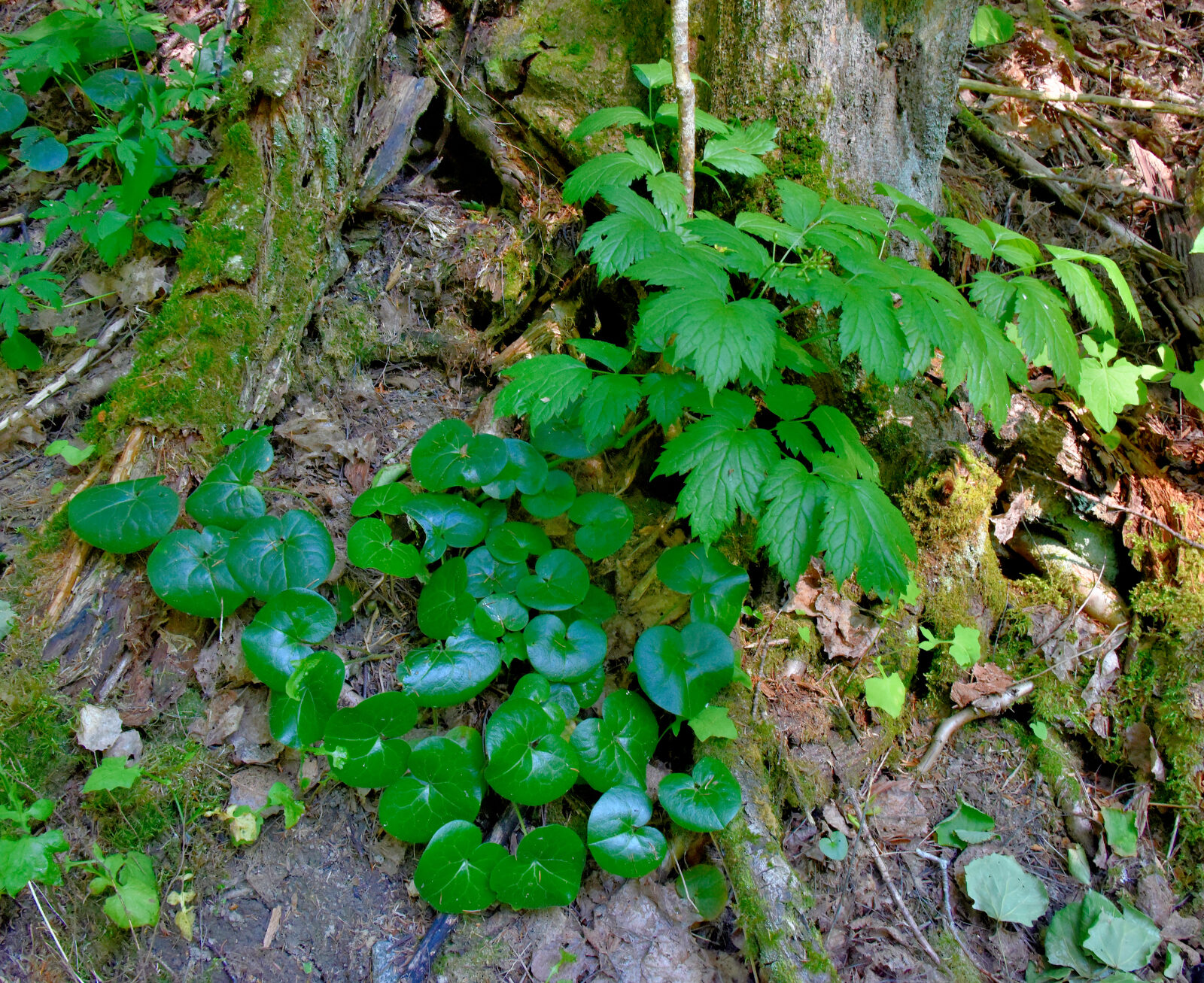 Valokuvaaja: Reijo Juurinen Valokuvaaja: Reijo Juurinen