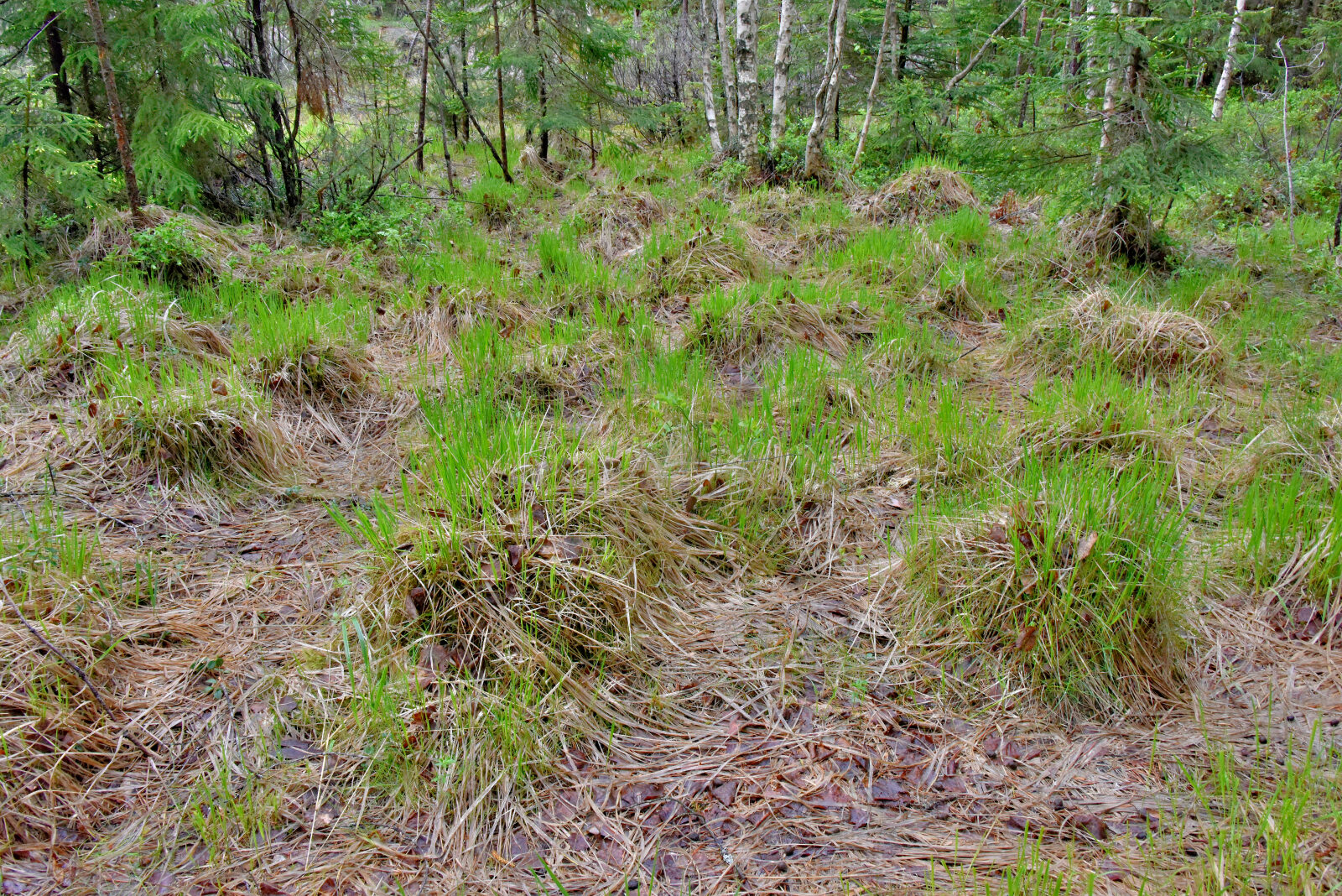 Valokuvaaja: Reijo Juurinen Valokuvaaja: Reijo Juurinen