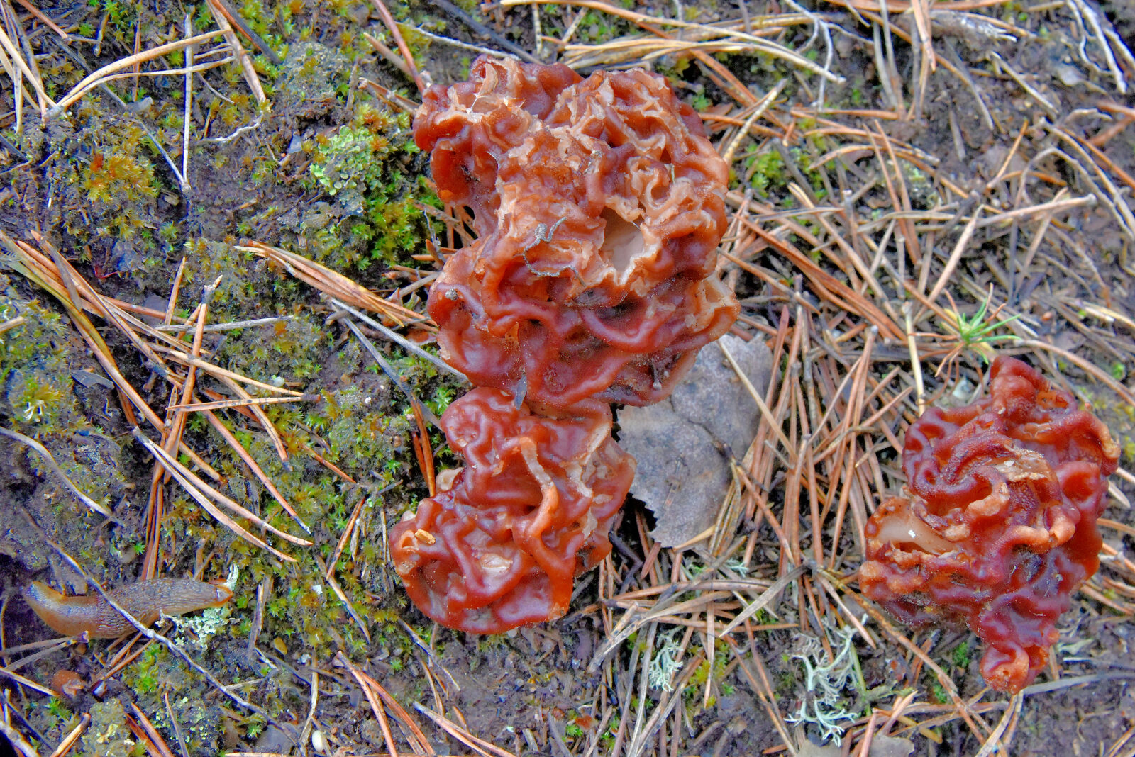 Valokuvaaja: Reijo Juurinen