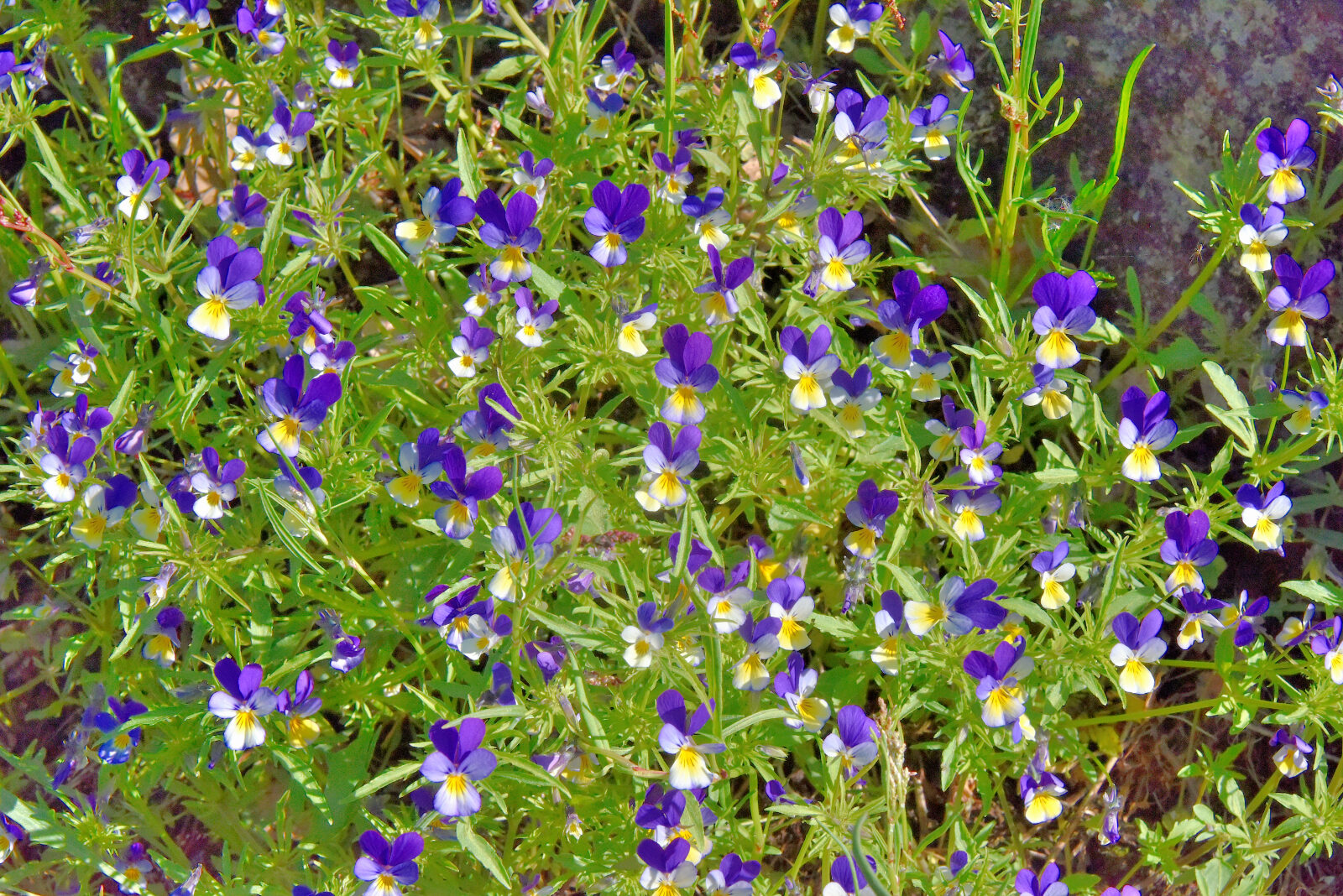 Valokuvaaja: Reijo Juurinen