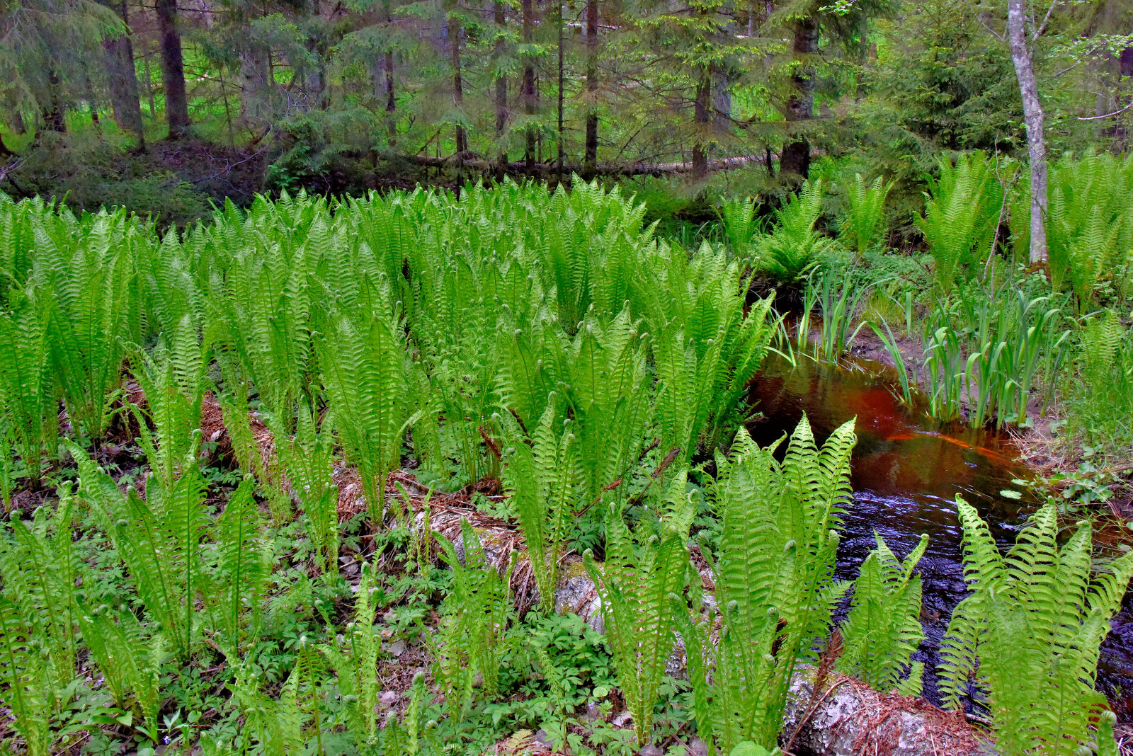 Valokuvaaja: Reijo Juurinen Valokuvaaja: Reijo Juurinen
