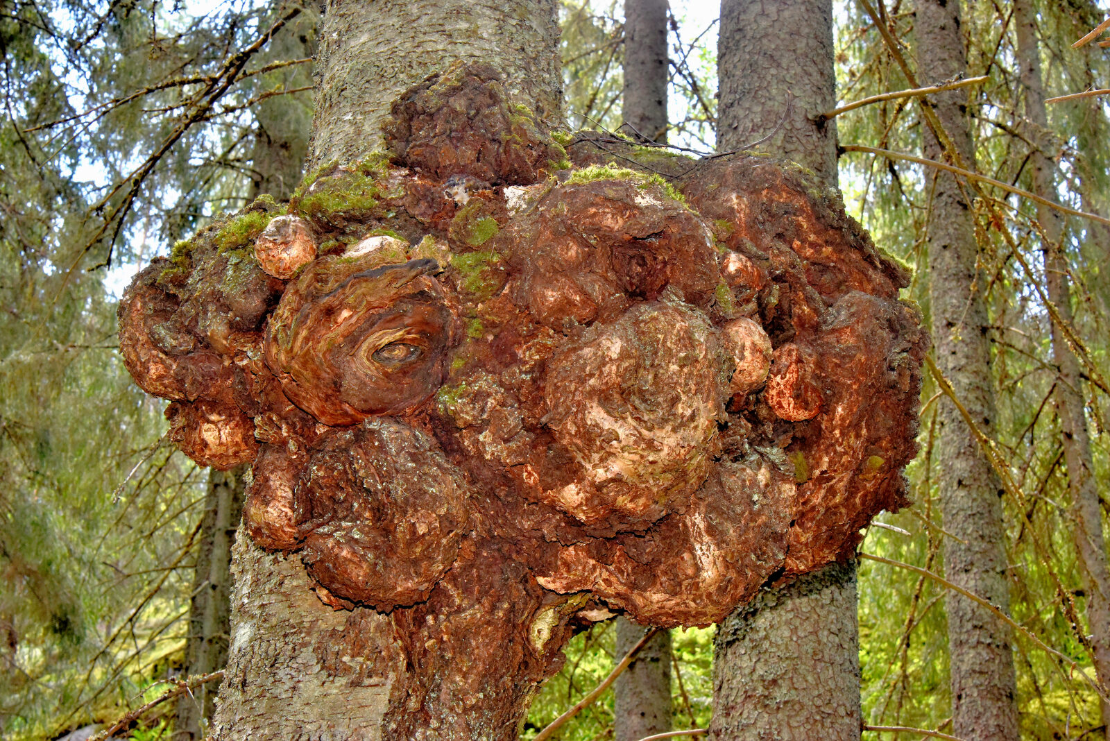 Valokuvaaja: Reijo Juurinen