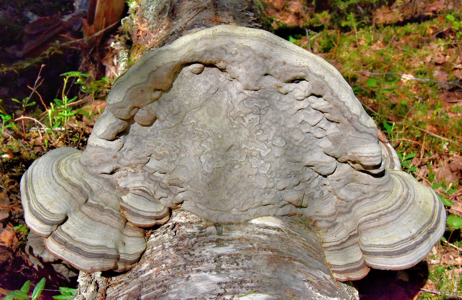 Valokuvaaja: Reijo Juurinen