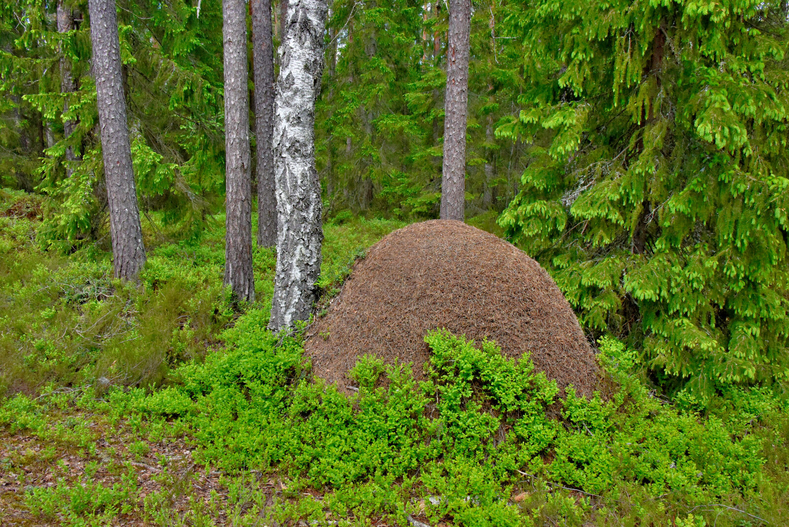 Valokuvaaja: Reijo Juurinen