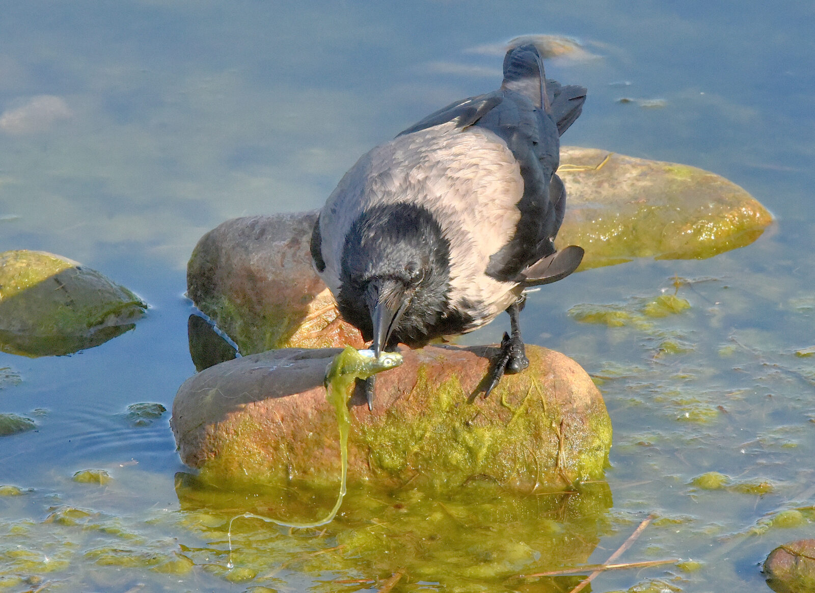 Valokuvaaja: Reijo Juurinen