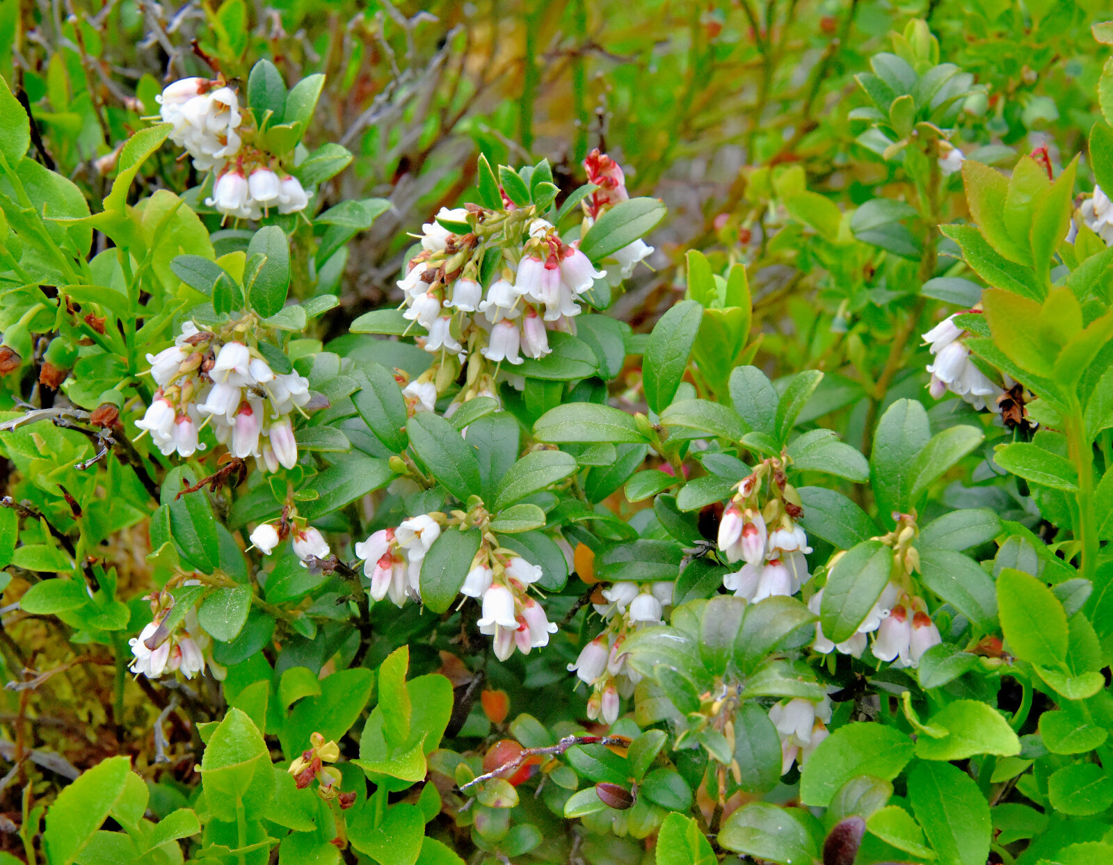 Valokuvaaja: Reijo Juurinen