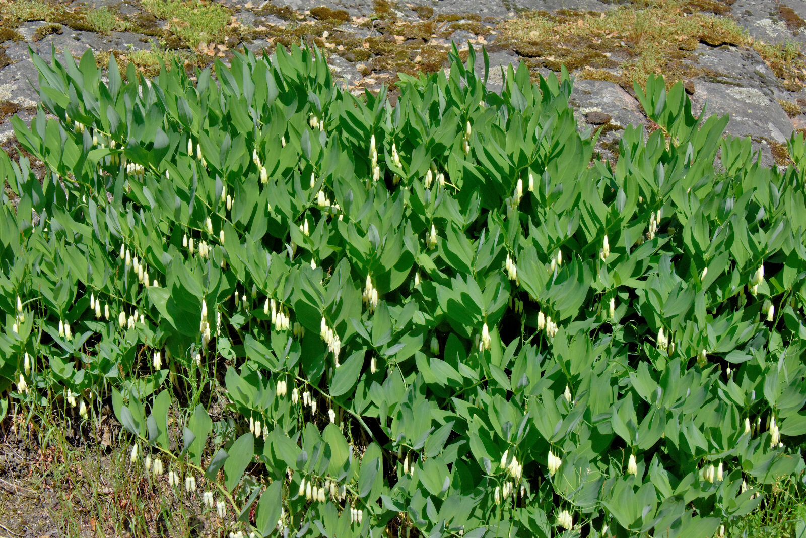 Valokuvaaja: Reijo Juurinen
