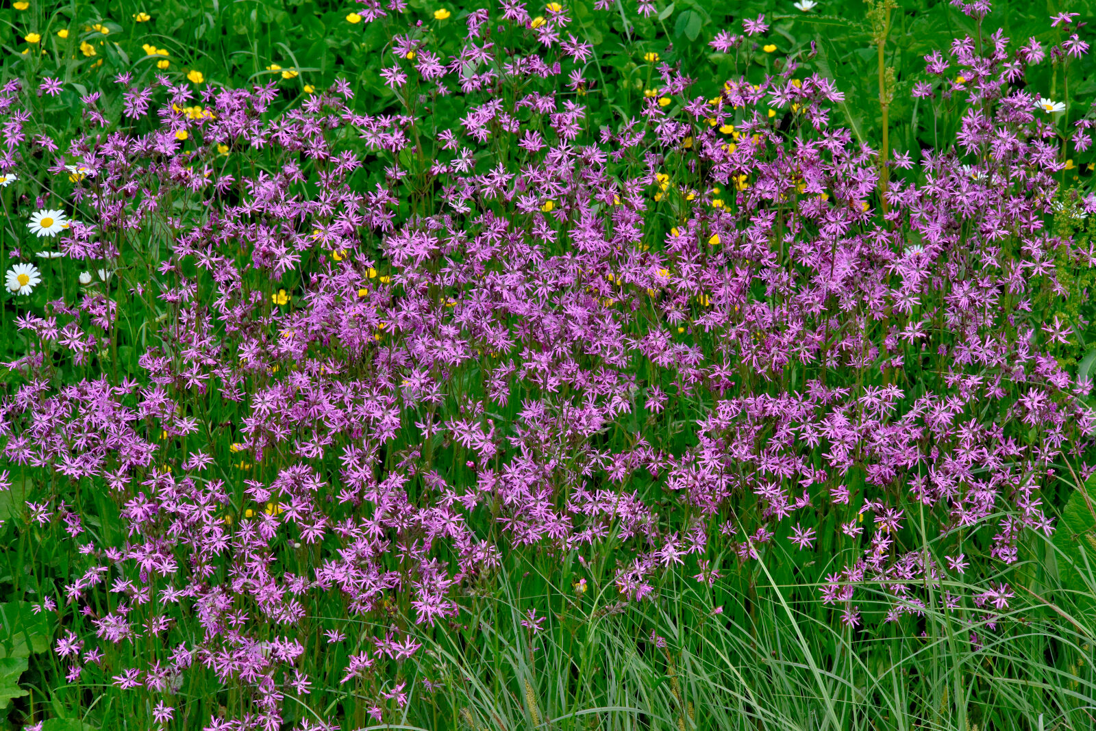Valokuvaaja: Reijo Juurinen