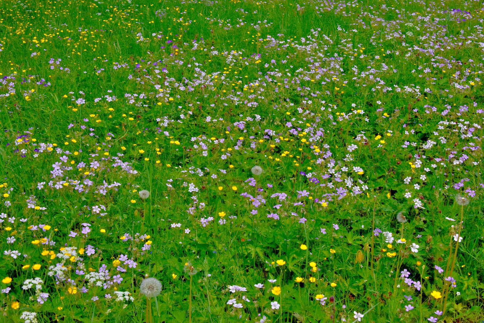 Valokuvaaja: Reijo Juurinen