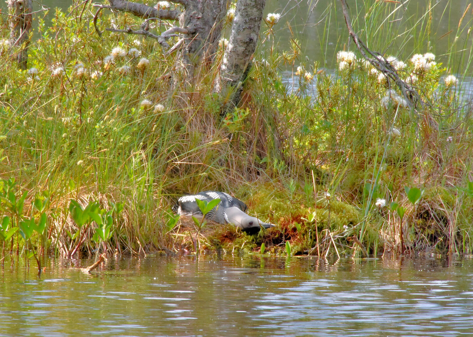 Valokuvaaja: Reijo Juurinen