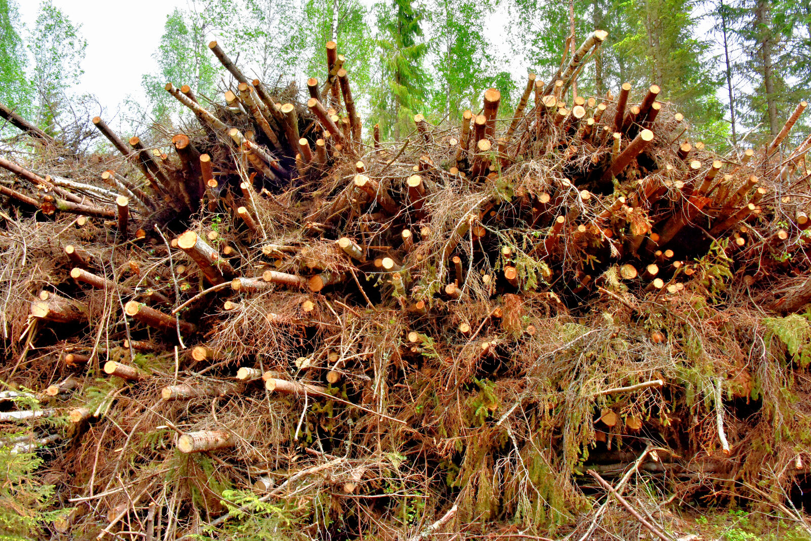 Valokuvaaja: Reijo Juurinen